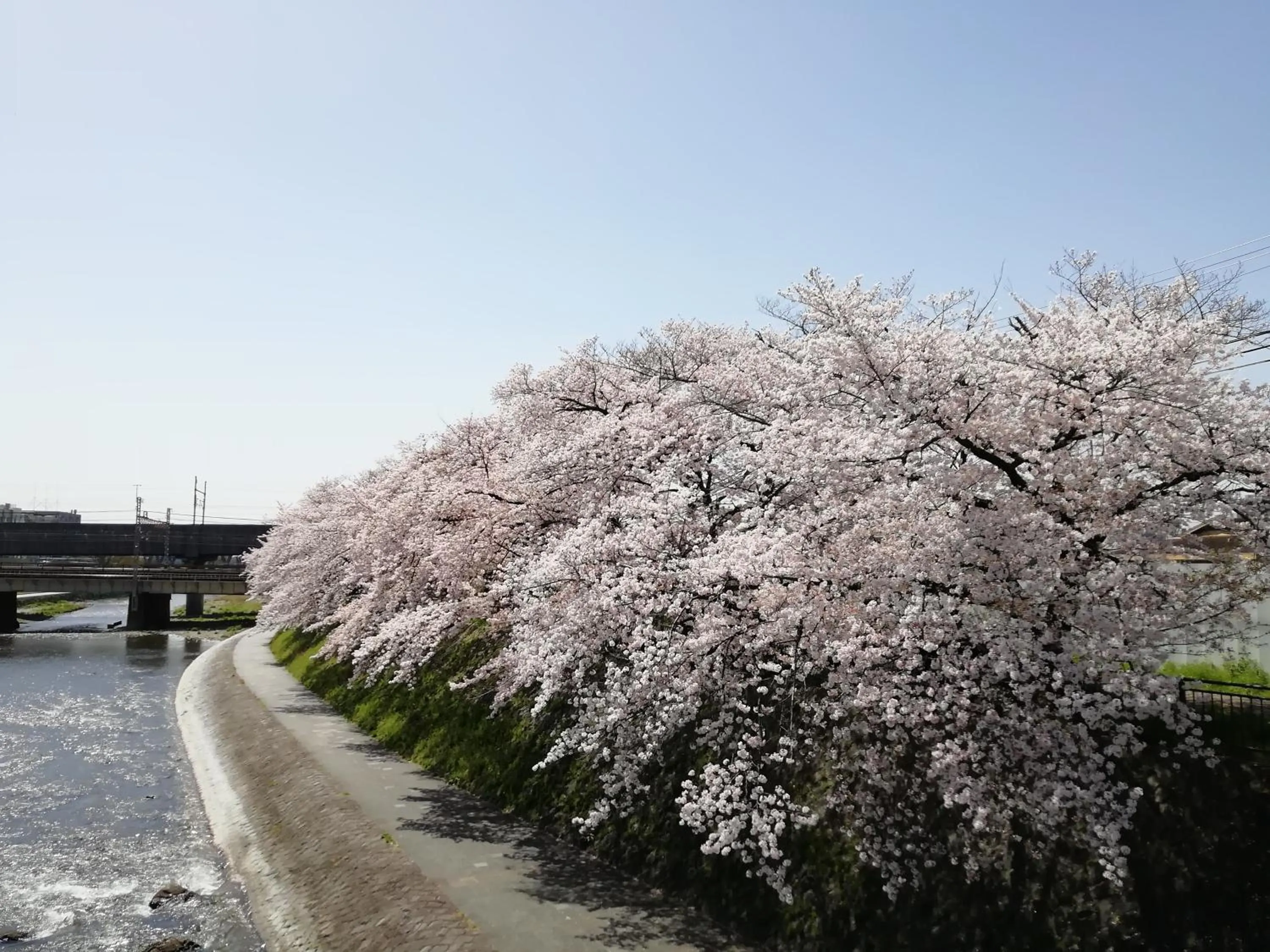 Spring in Hotel IL Verde Kyoto