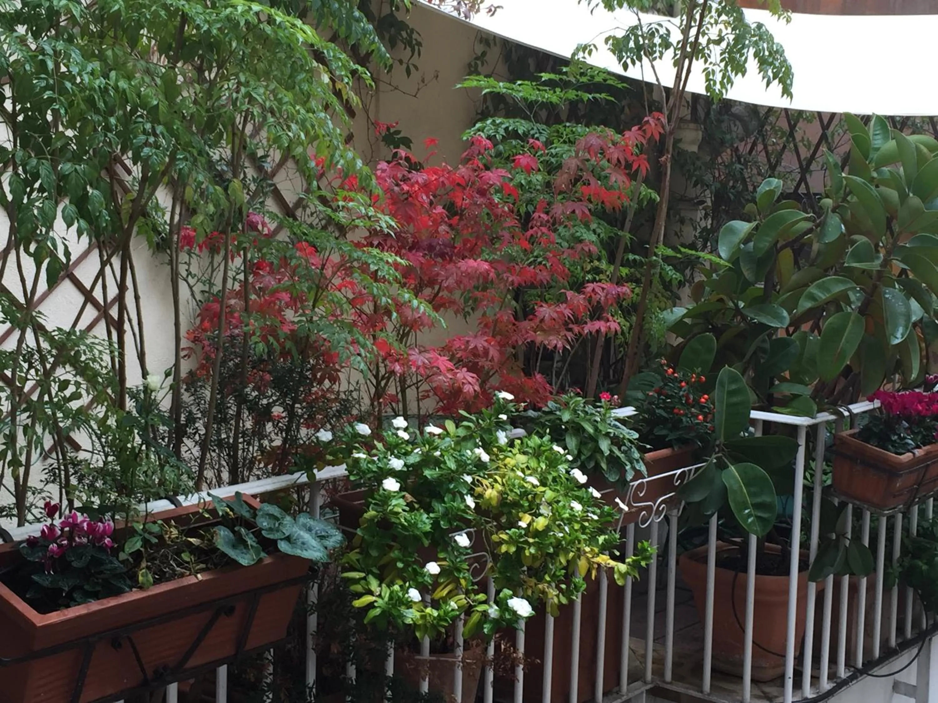 Balcony/Terrace in Relais Teatro Argentina