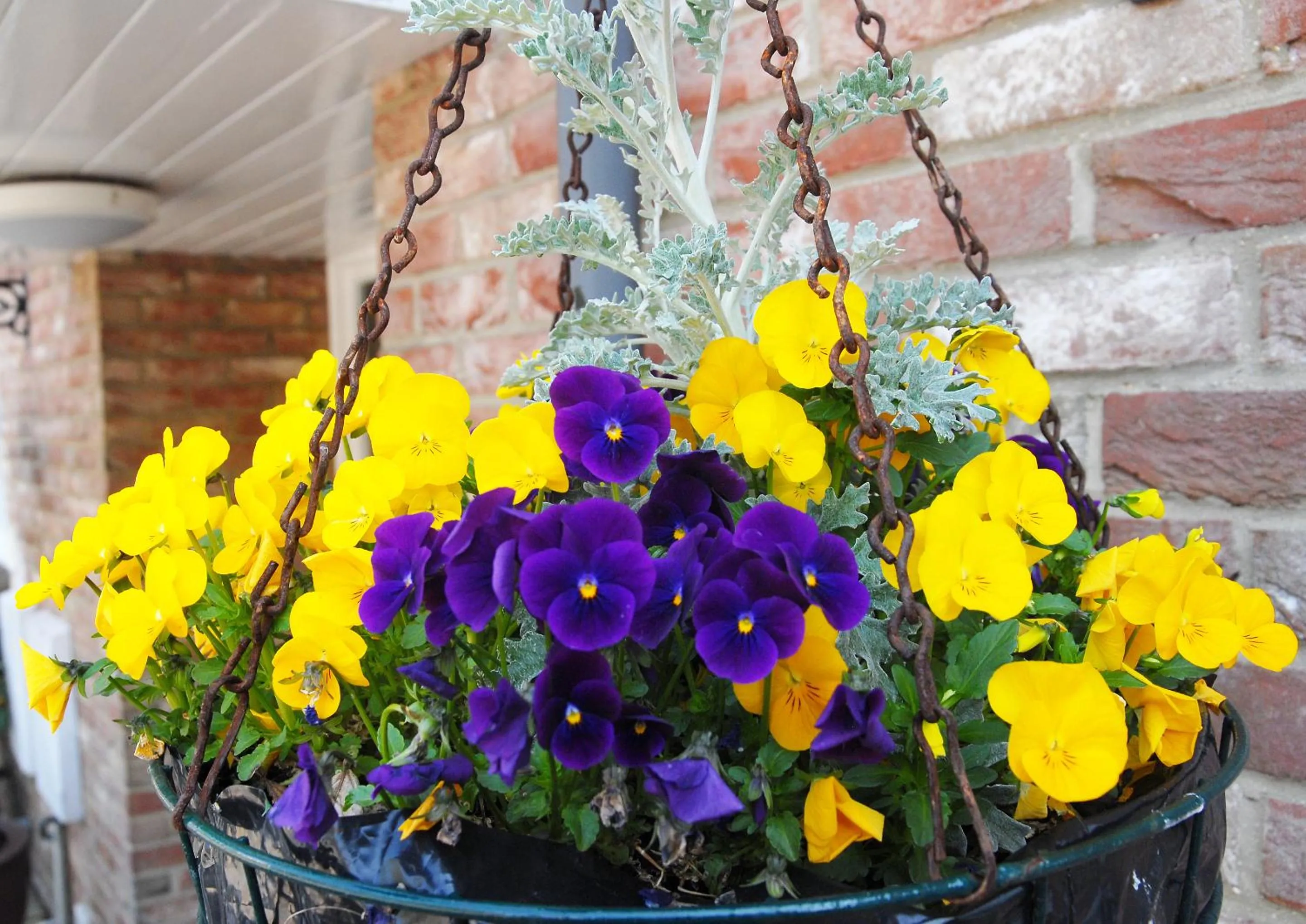 Garden in Marlborough House - Guest House