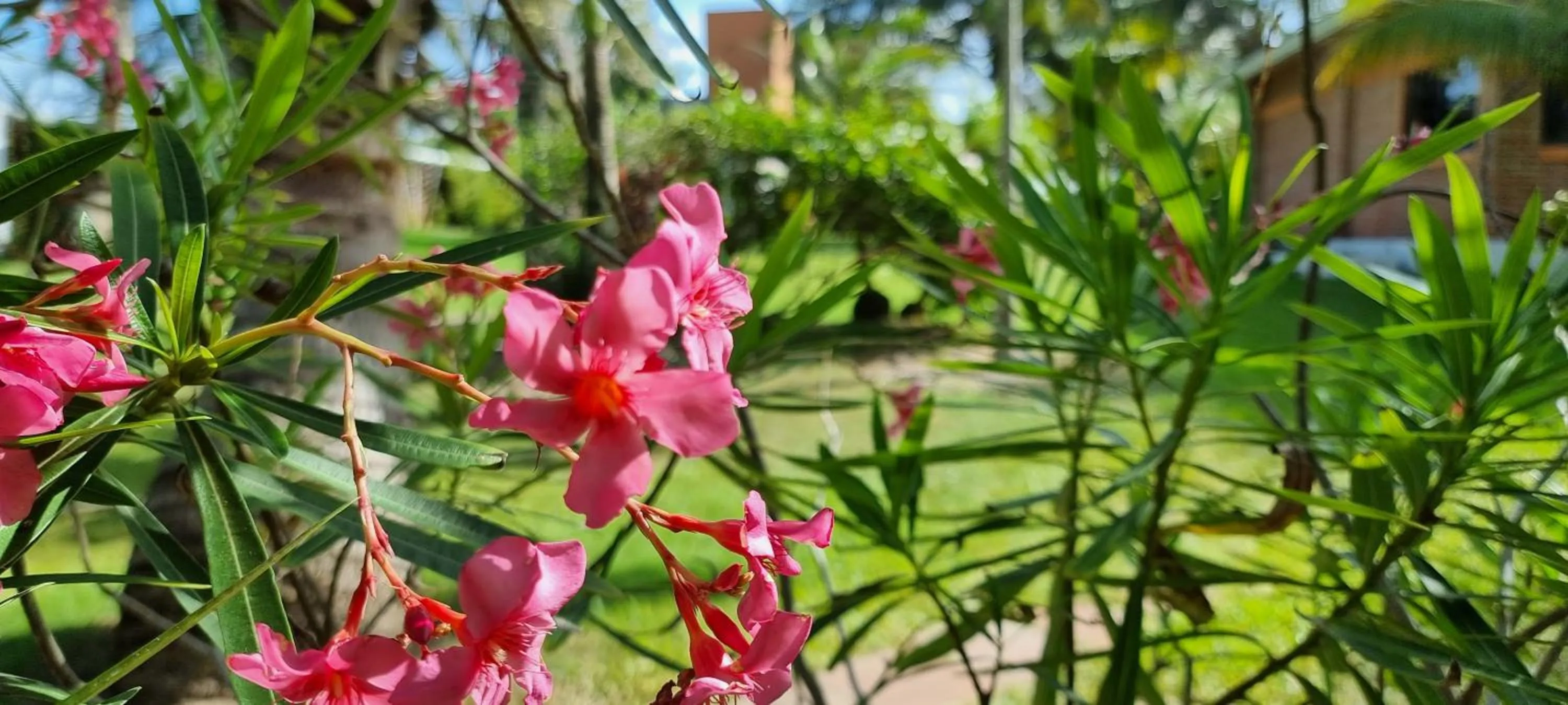Garden in Hotel Taboga Eco Boutique & Spa Costa Esmeralda