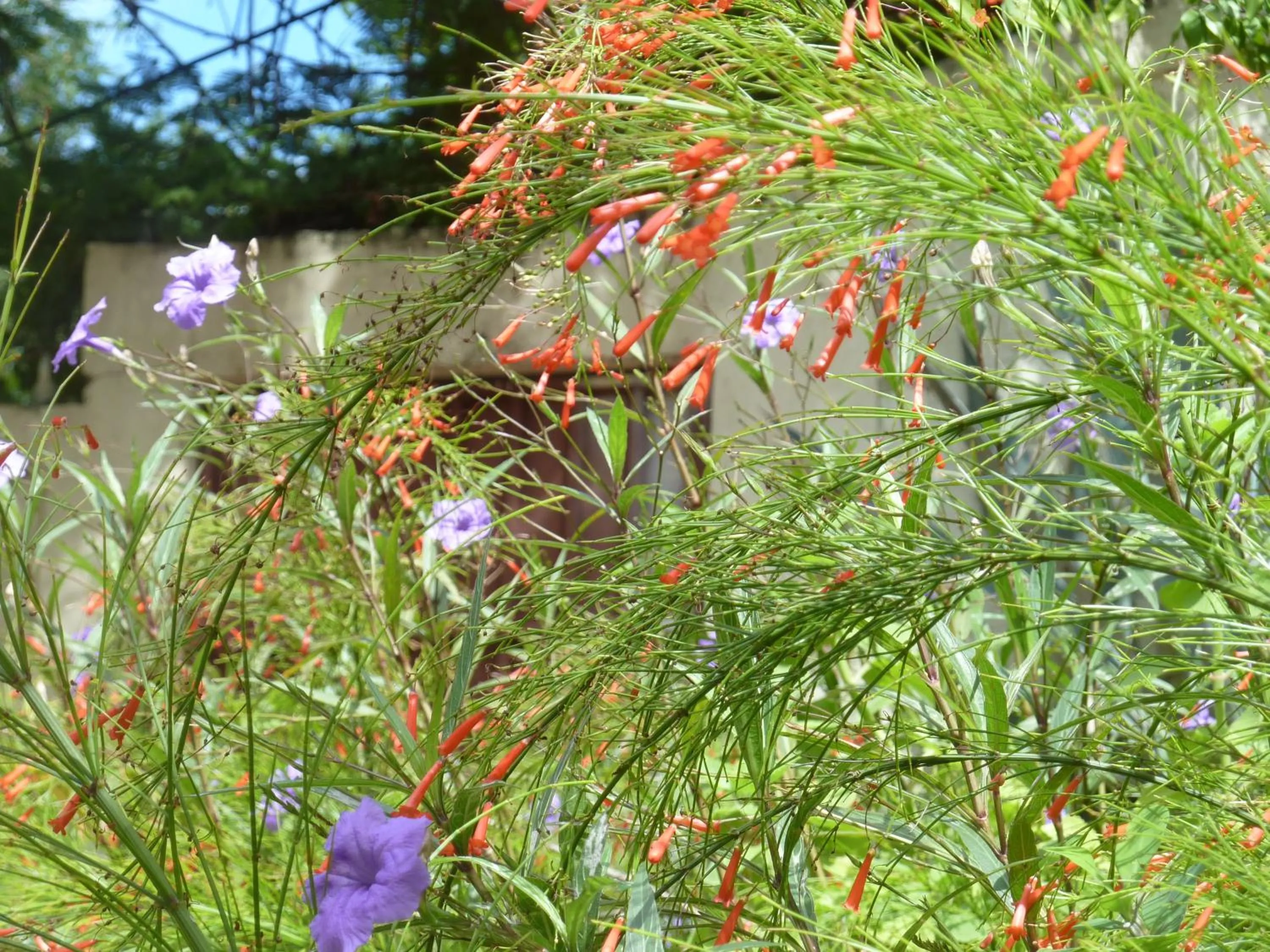 Area and facilities in Galleon House Hotel