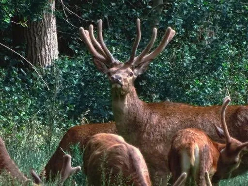 Natural landscape in B&B de Rekkendonken