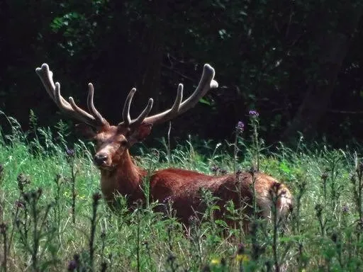 Natural landscape in B&B de Rekkendonken