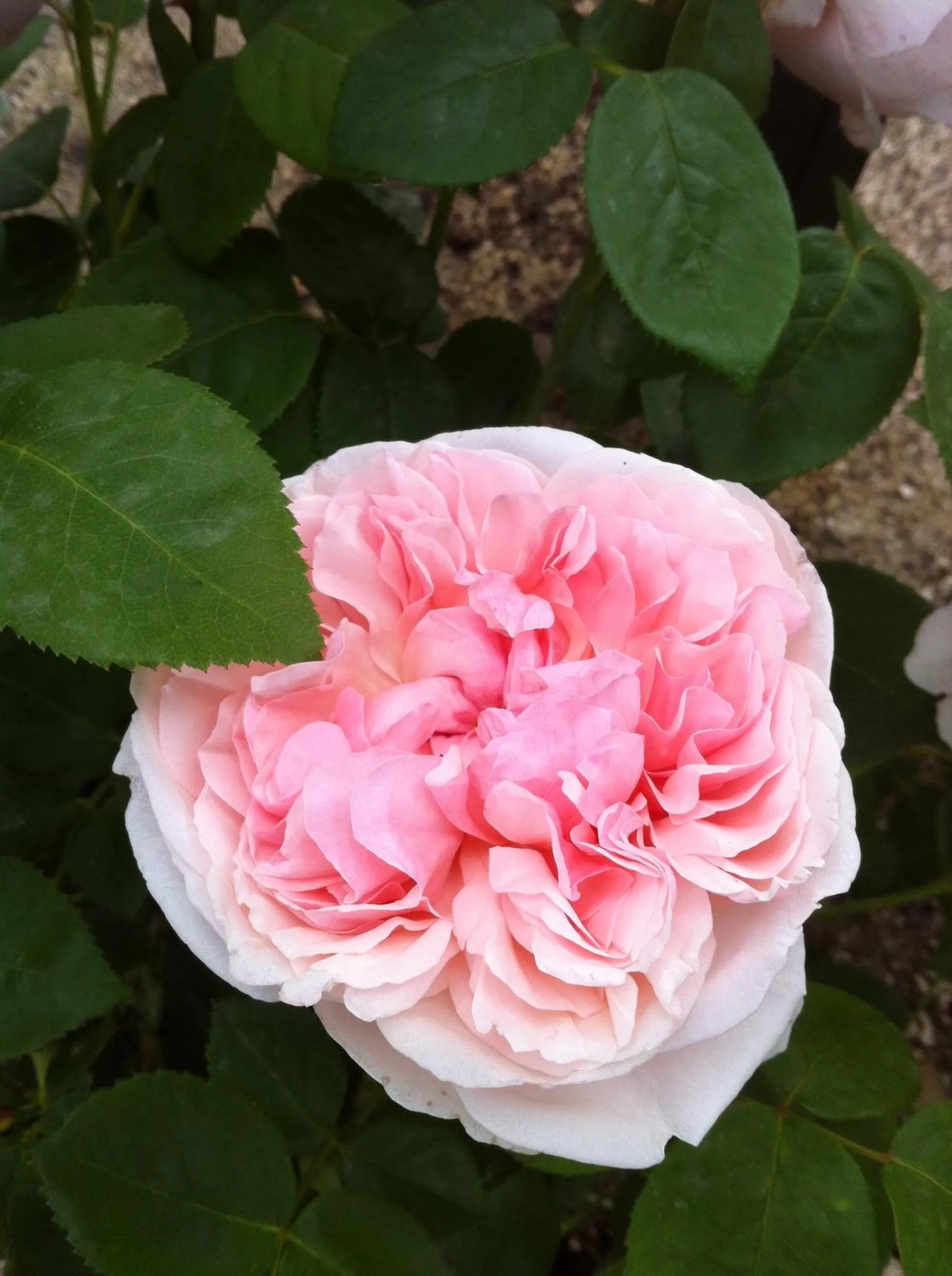 Spring in B&B Raffiori