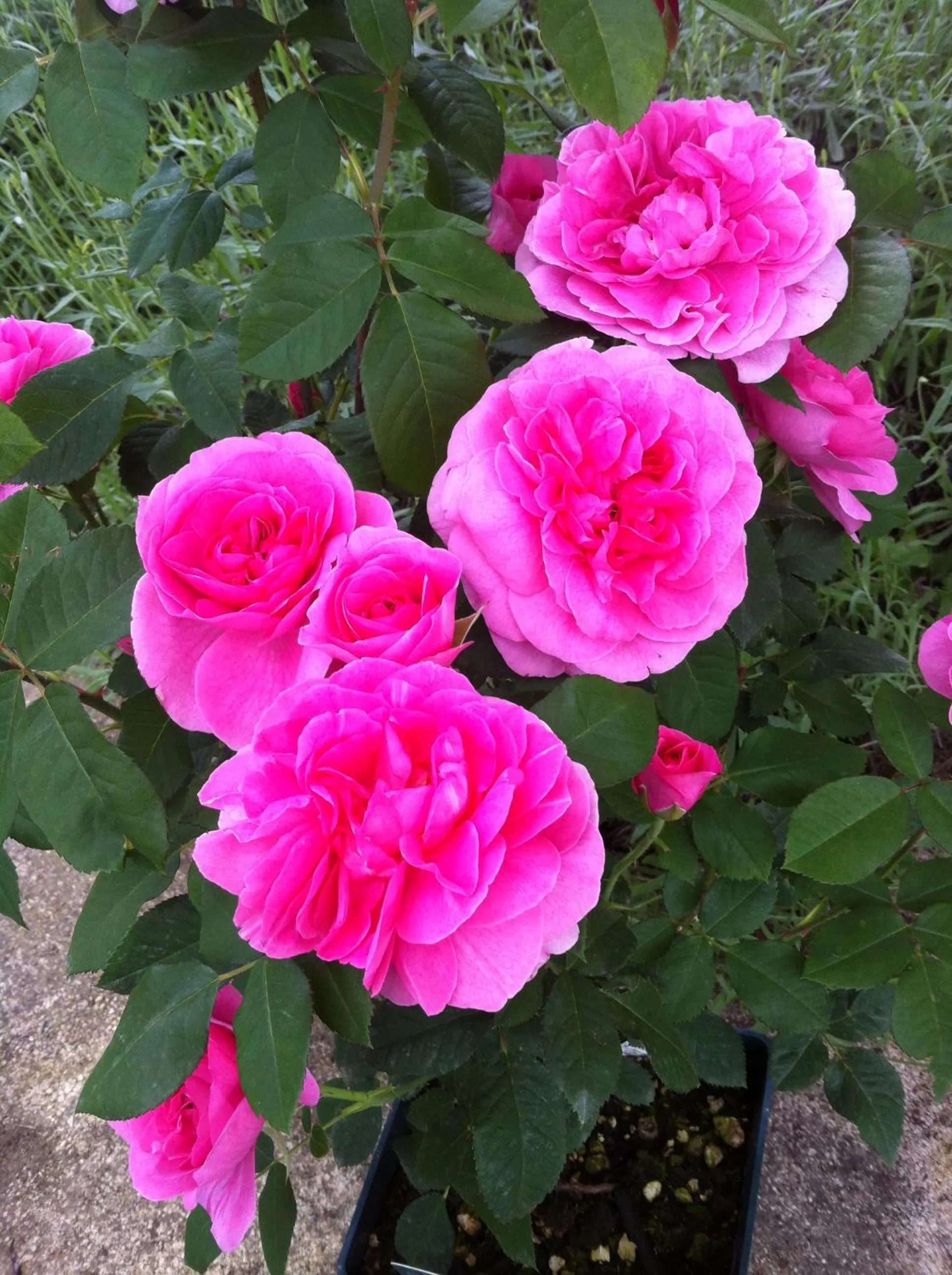 Spring in B&B Raffiori