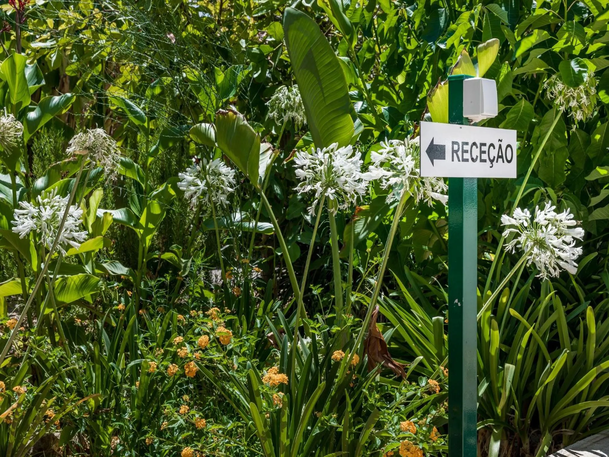 Summer in Apartamentos Flor da Laranja, Albufeira by AlgarveBlossom