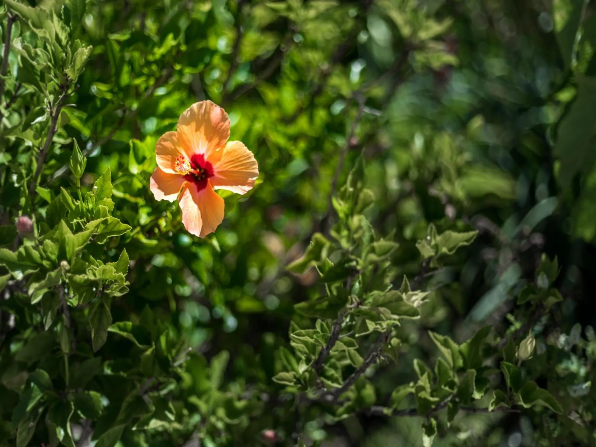 Summer in Apartamentos Flor da Laranja, Albufeira by AlgarveBlossom