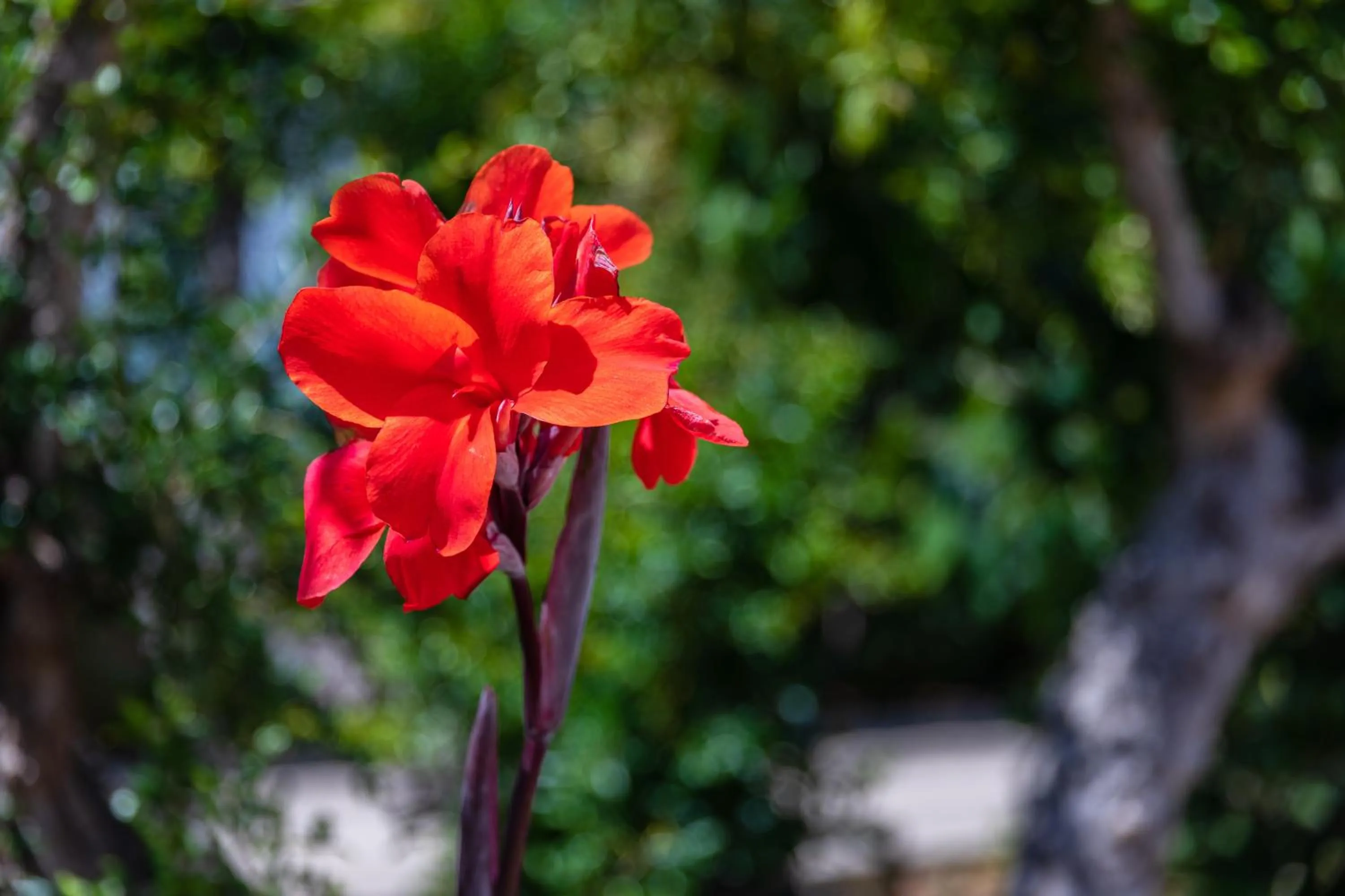 Garden in Apartamentos Flor da Laranja, Albufeira by AlgarveBlossom