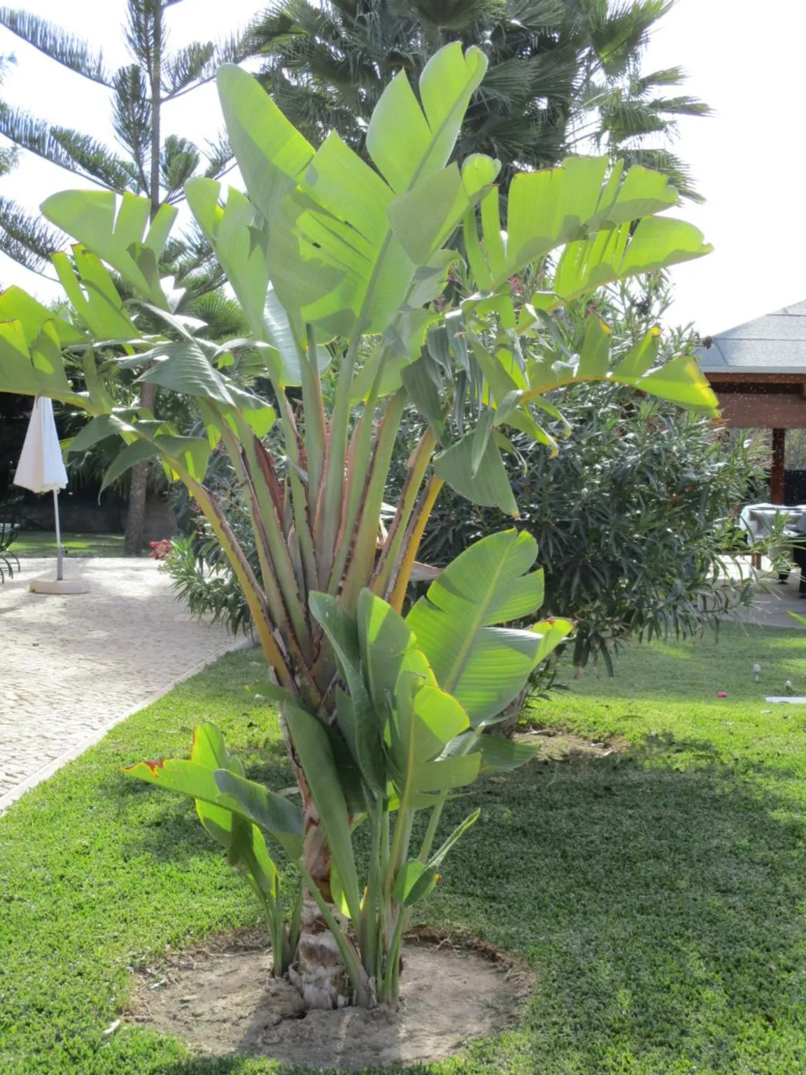 Garden in Apartamentos Monte dos Avós, Albufeira by AlgarveBlossom