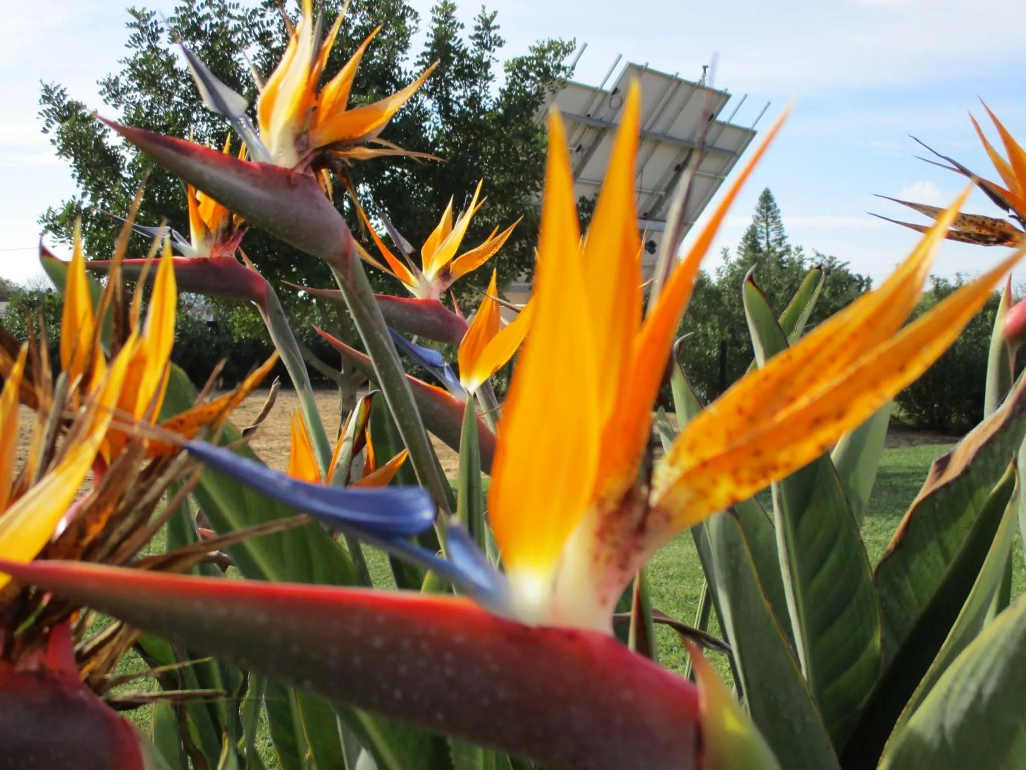 Garden in Apartamentos Monte dos Avós, Albufeira by AlgarveBlossom