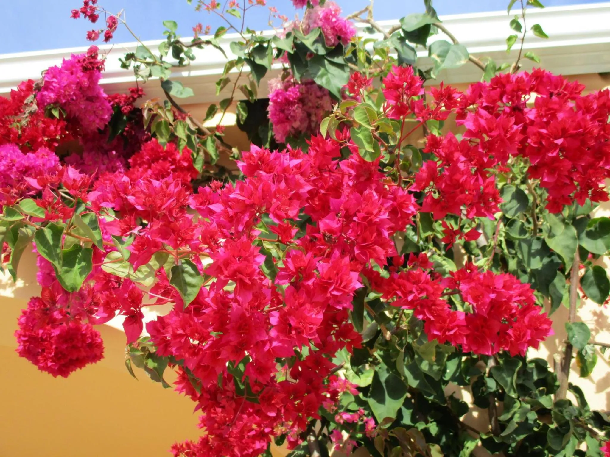 Garden in Apartamentos Monte dos Avós, Albufeira by AlgarveBlossom