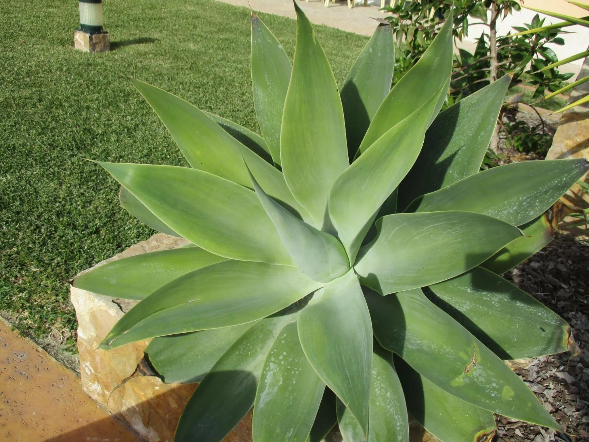 Garden in Apartamentos Monte dos Avós, Albufeira by AlgarveBlossom
