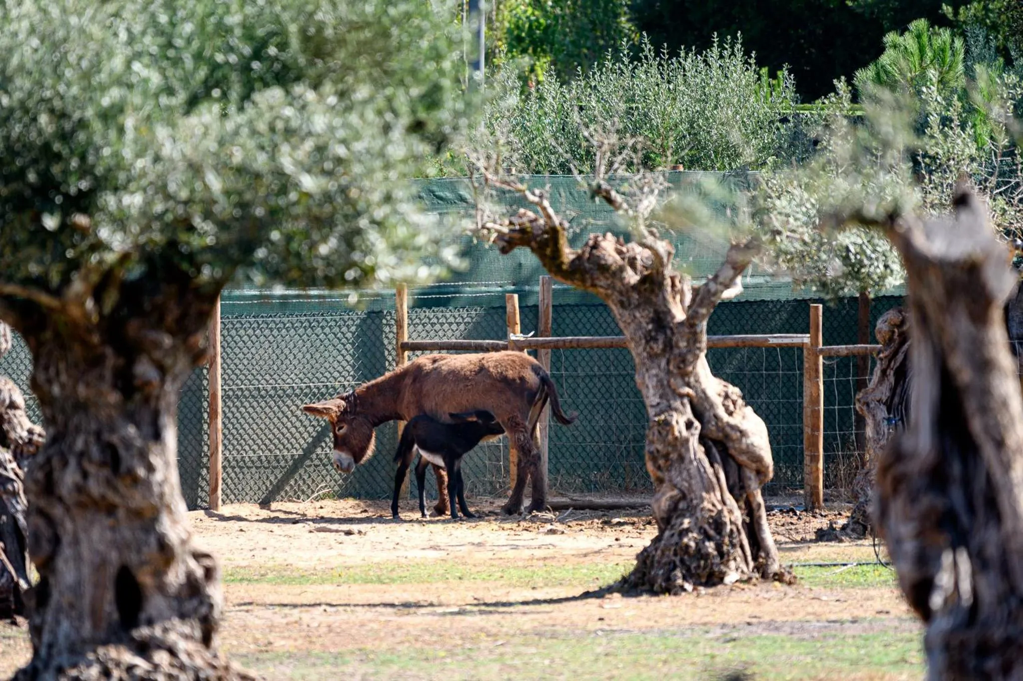 Animals in Hotel de Charme Casa da Amieira