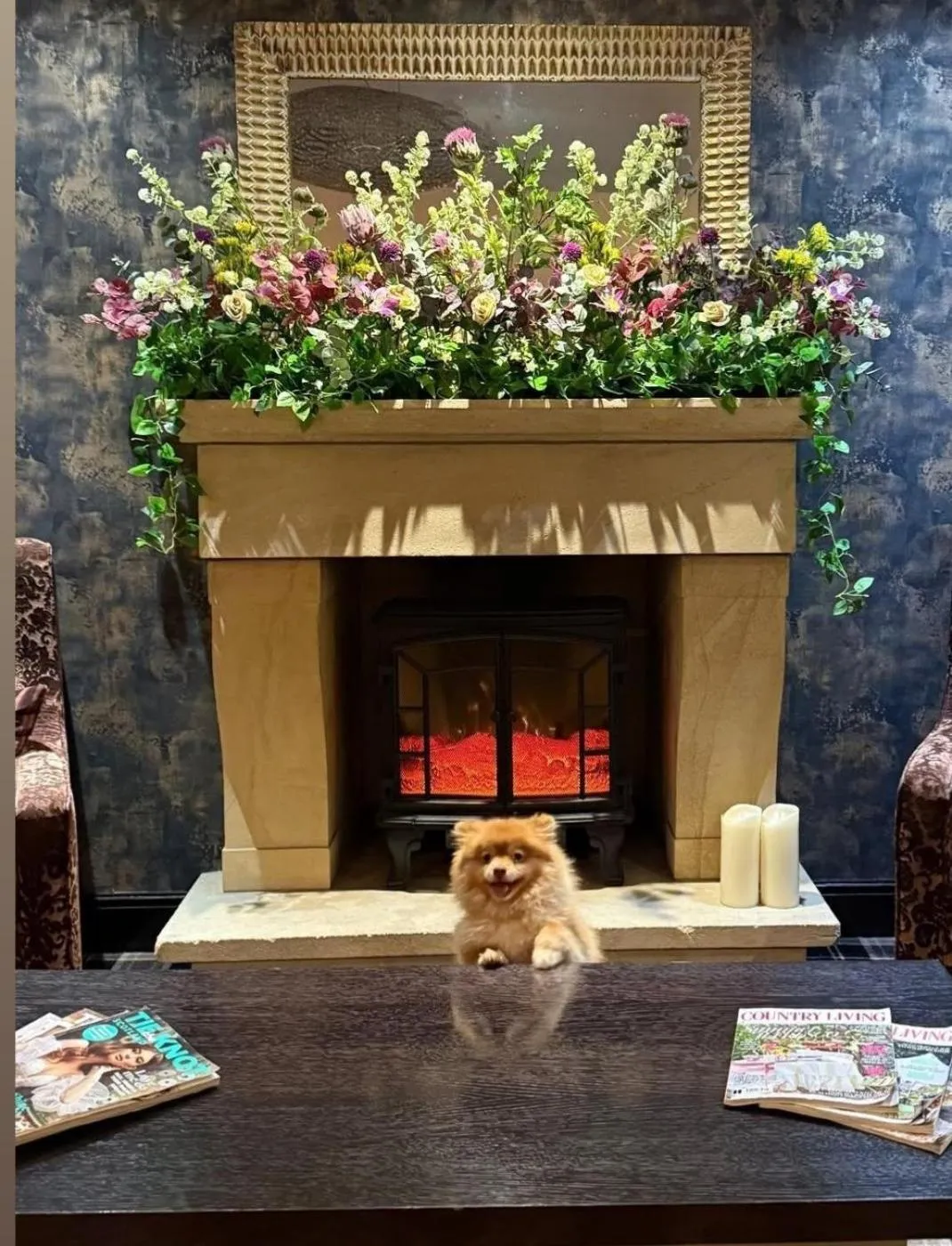 Pets in The Popinjay Hotel