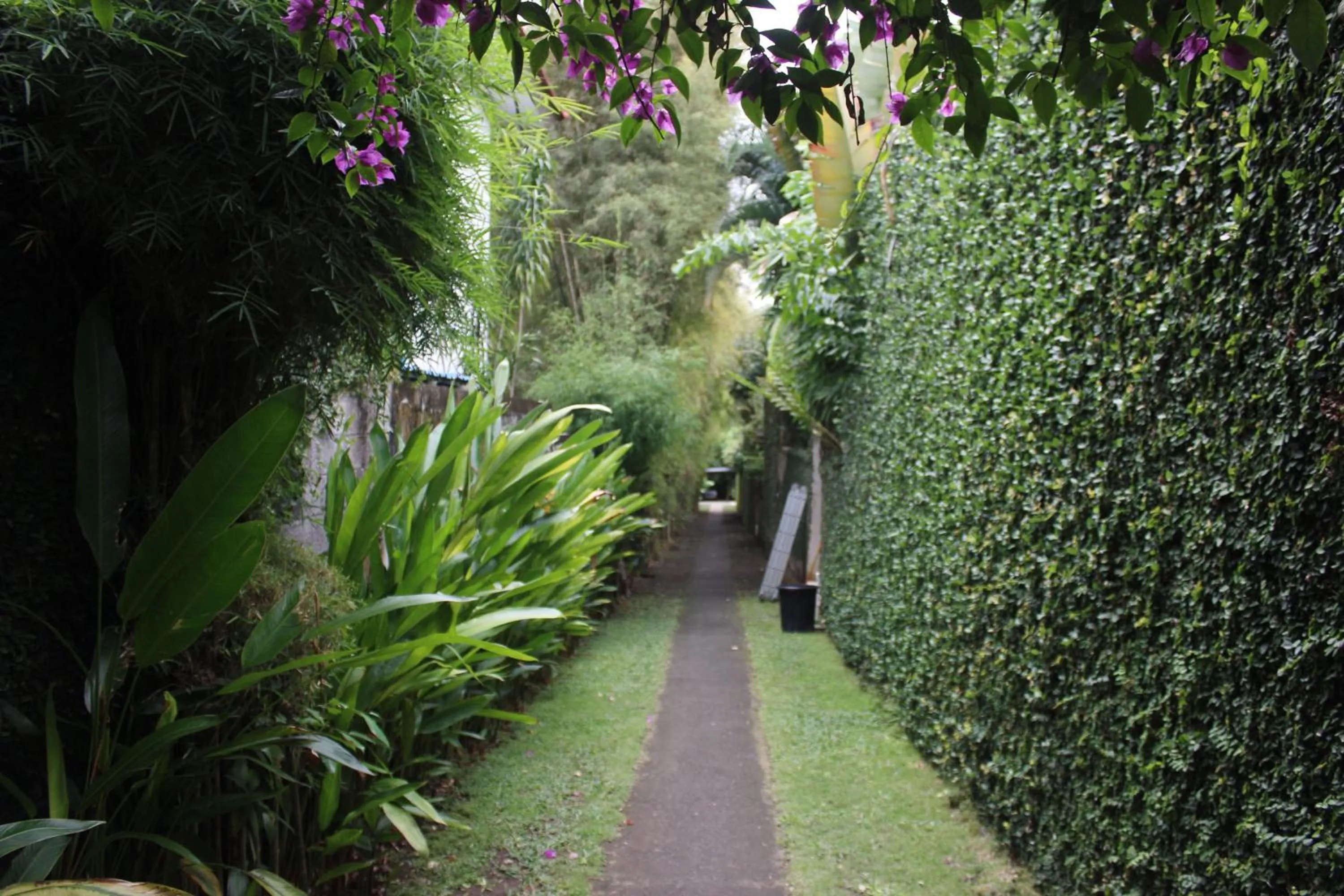 Natural landscape in Villa Sahaja