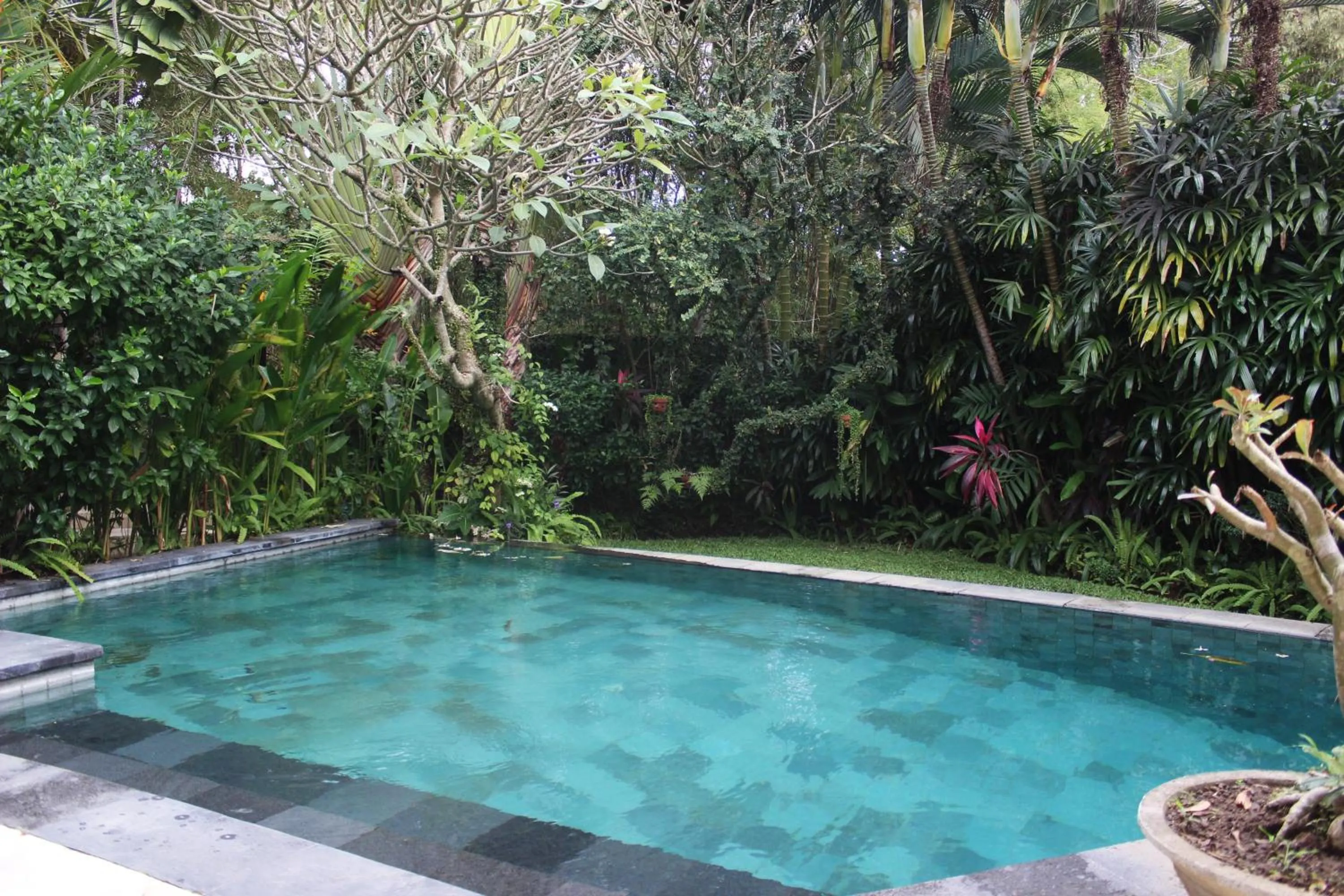 Swimming pool in Villa Sahaja