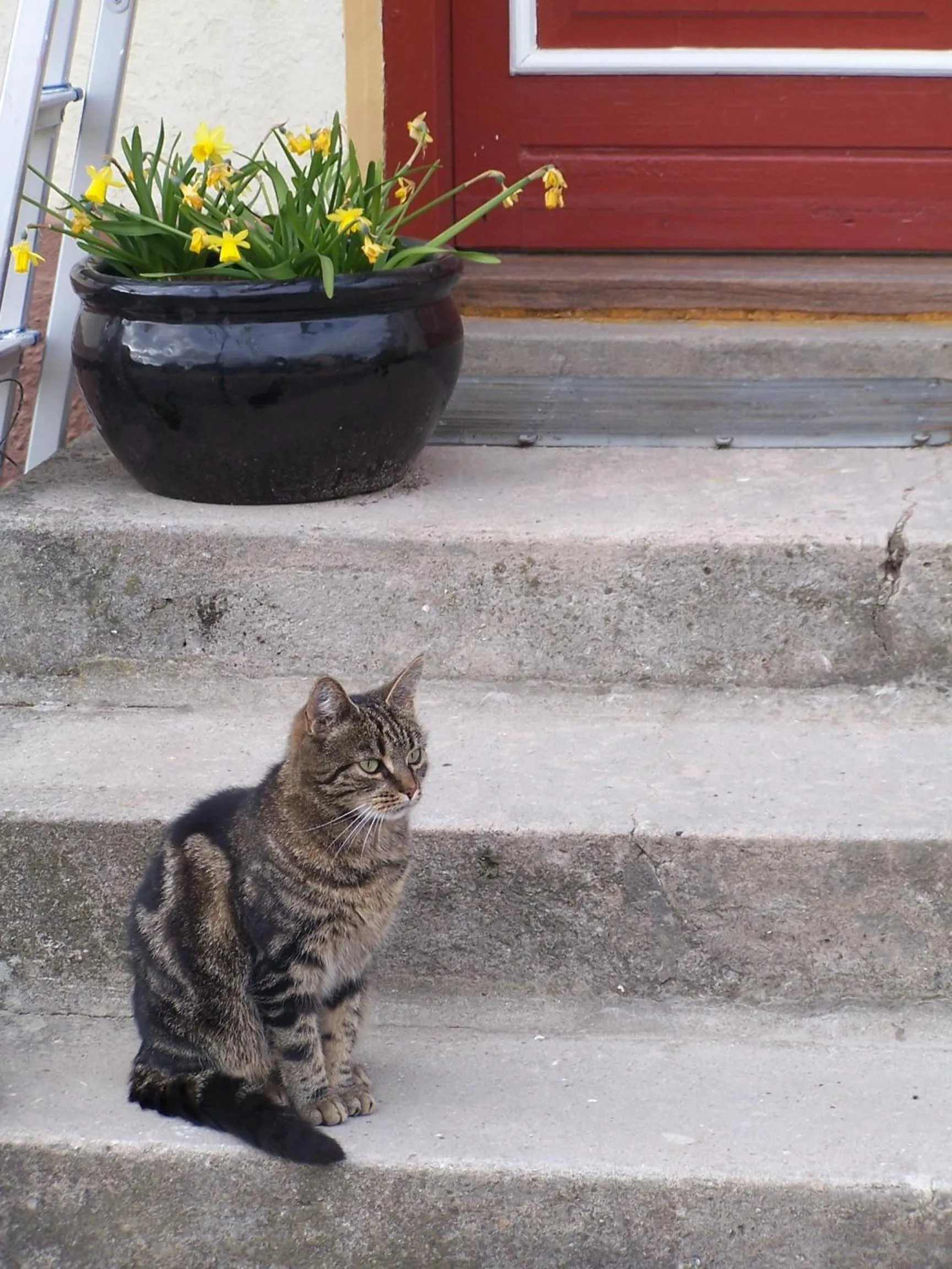 Pets in Møllehusets Bed & Breakfast
