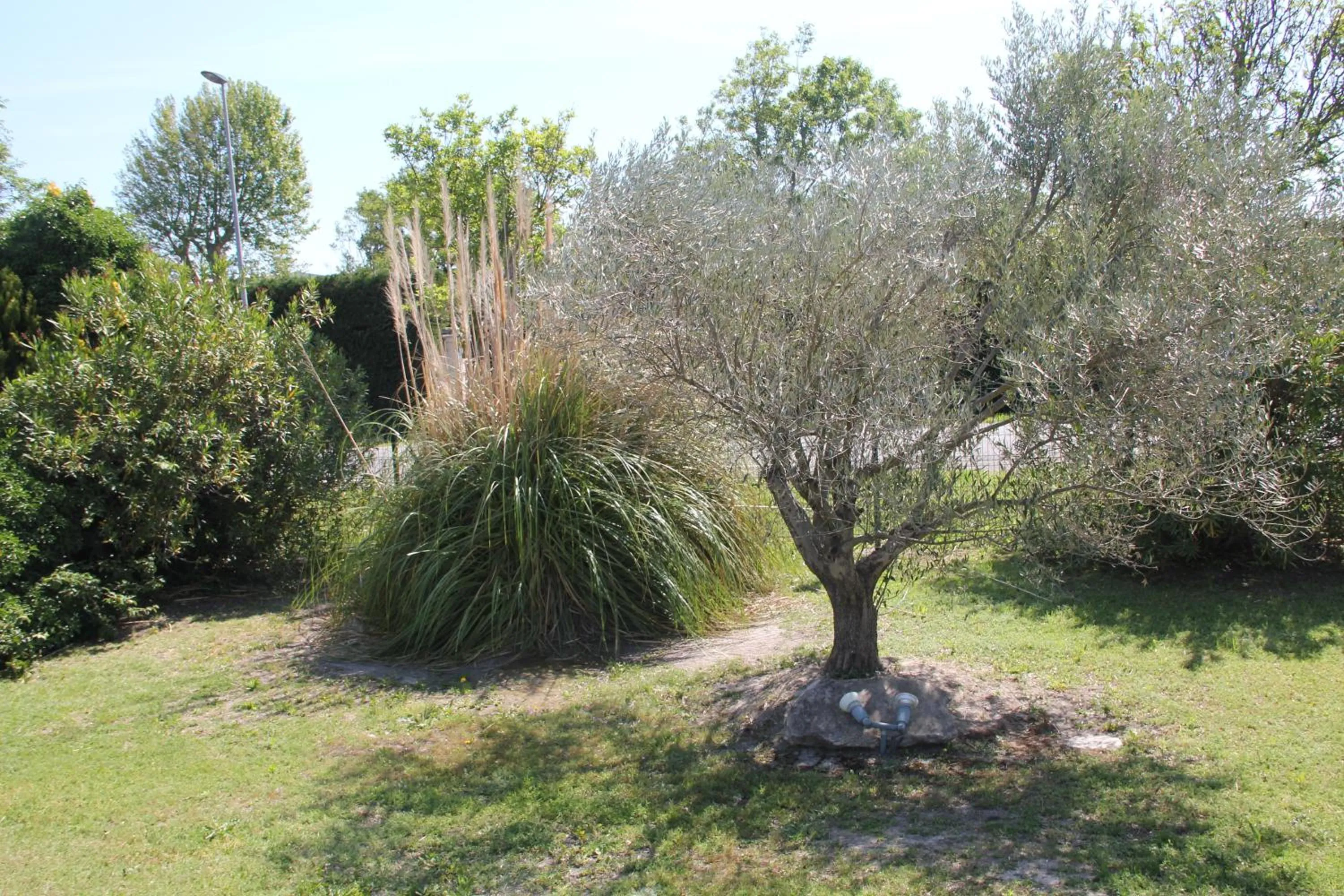 Garden in Hôtel Saint Louis