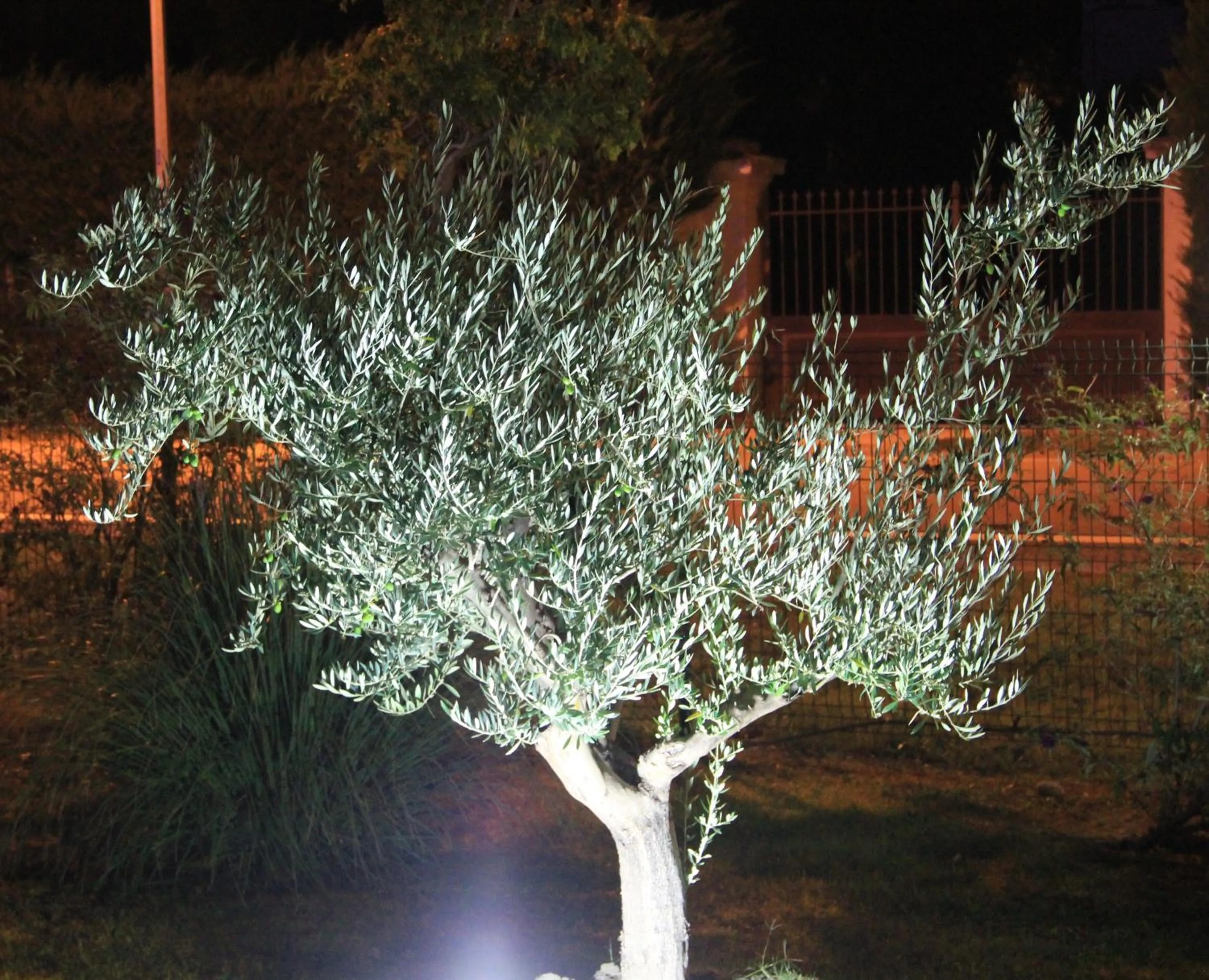 Garden in Hôtel Saint Louis