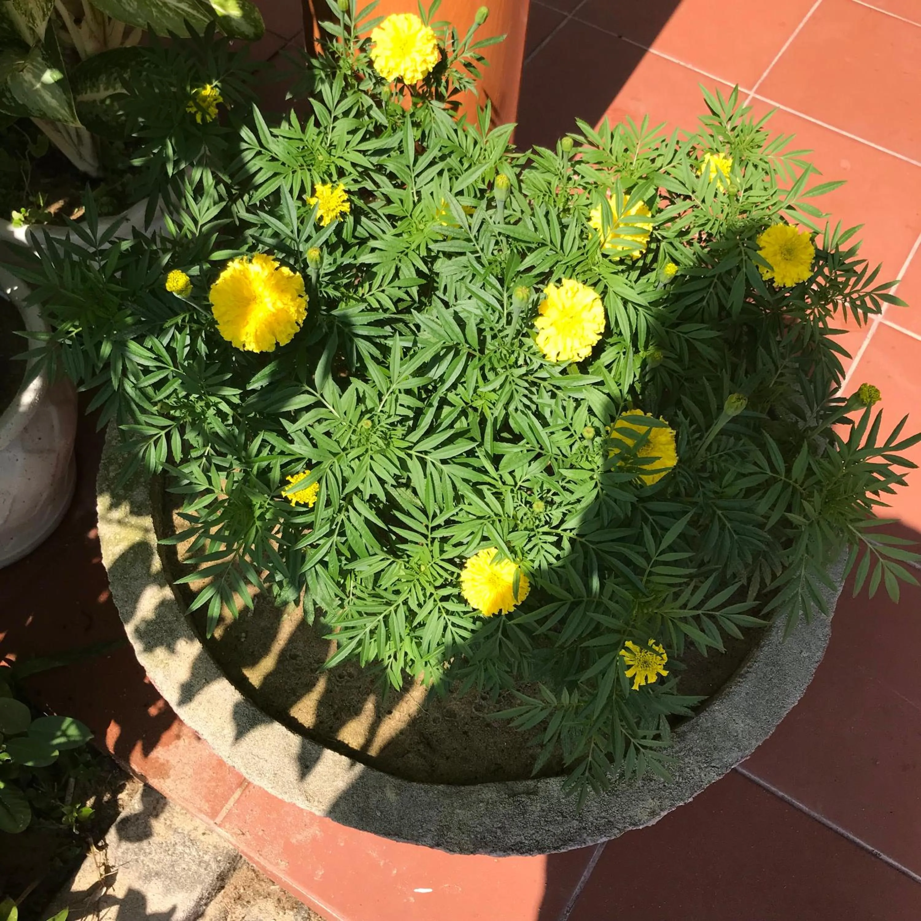 Garden in An Bang Golden Beach Villa