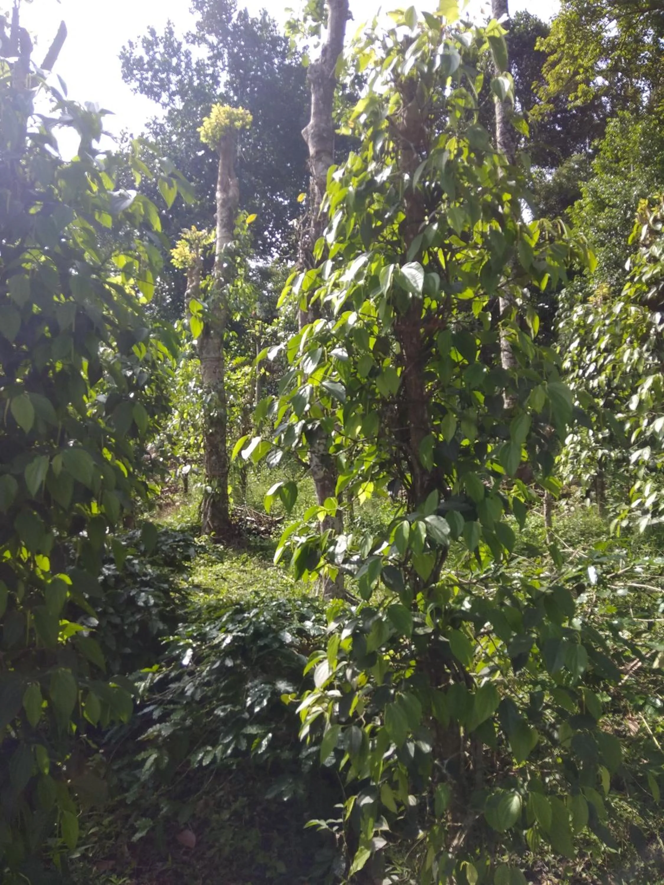 Natural landscape in Coffee and Pepper Plantation Homestay