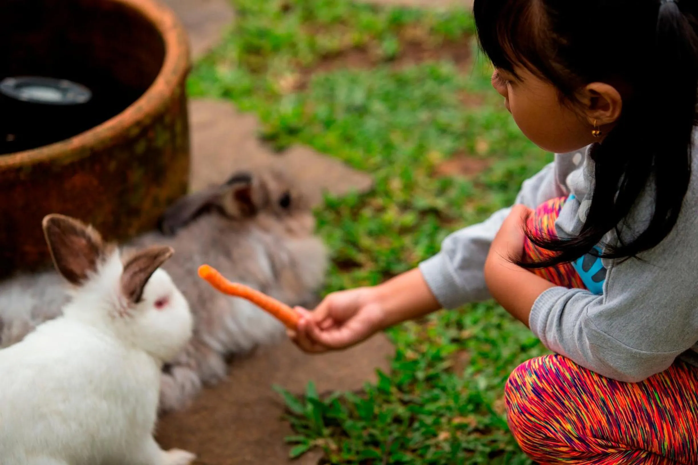 Animals in Novus Giri Resort & Spa