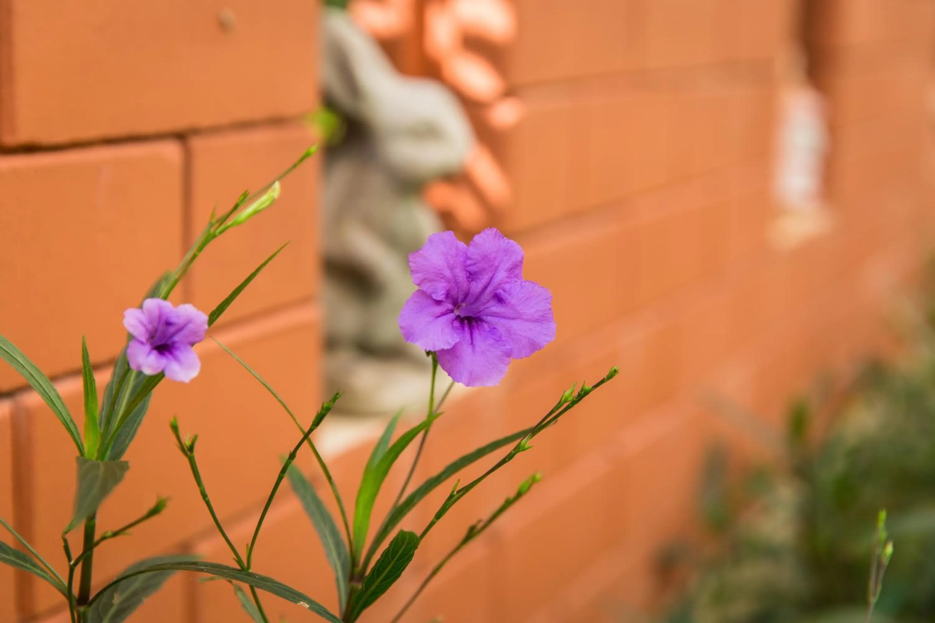 Garden view in Lamai Coconut Beach Resort