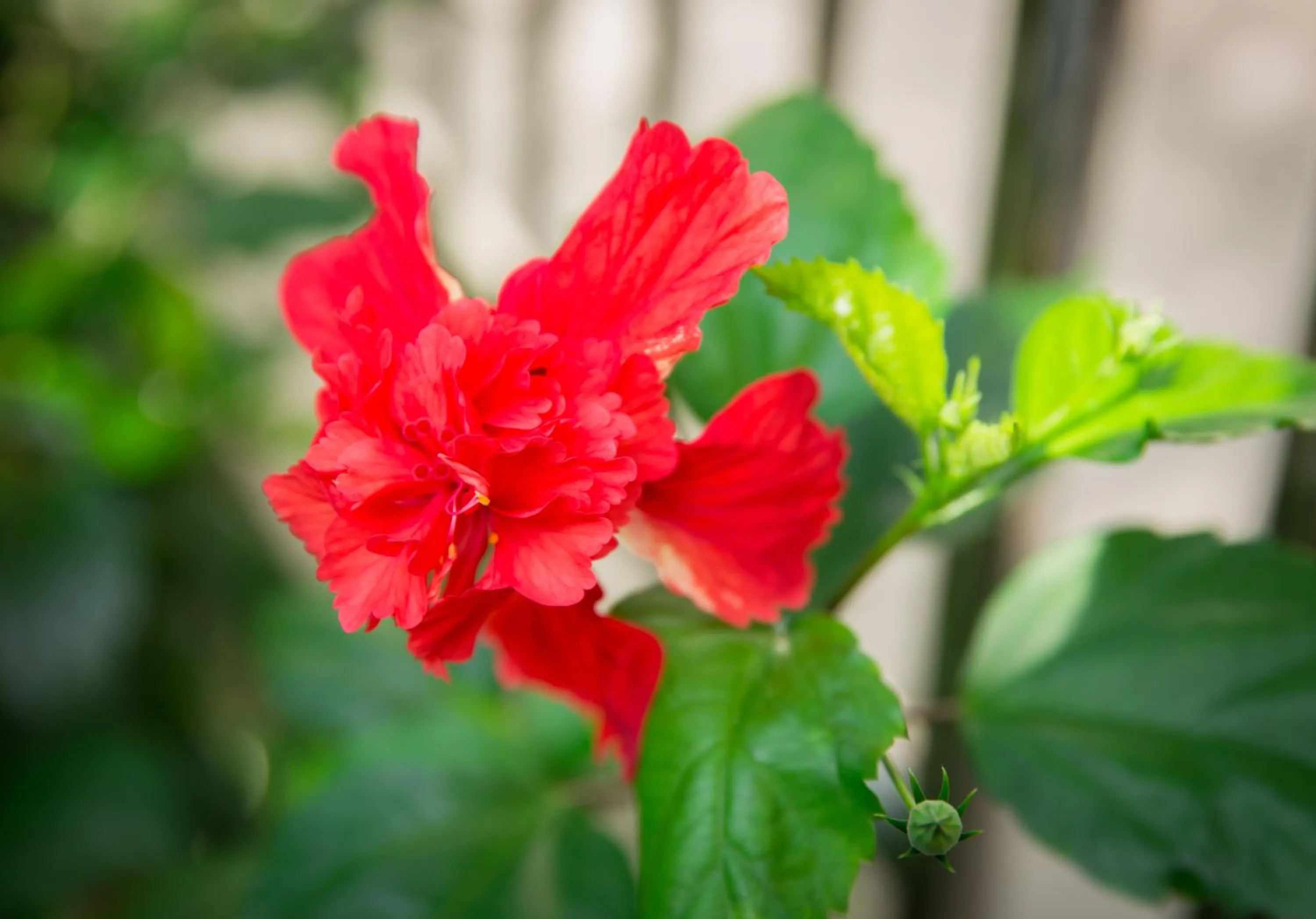 On site in Lamai Coconut Beach Resort