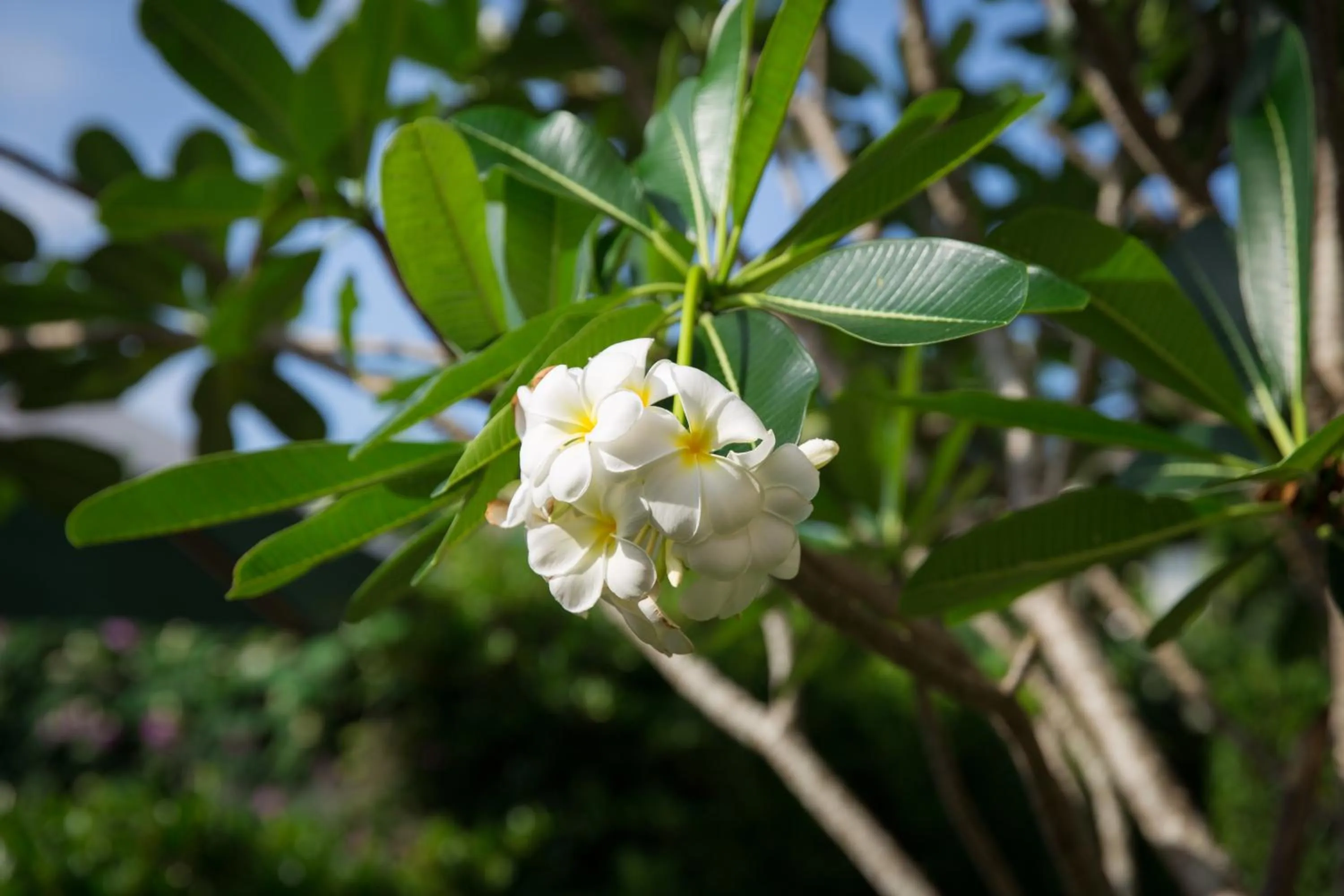 On site in Lamai Coconut Beach Resort
