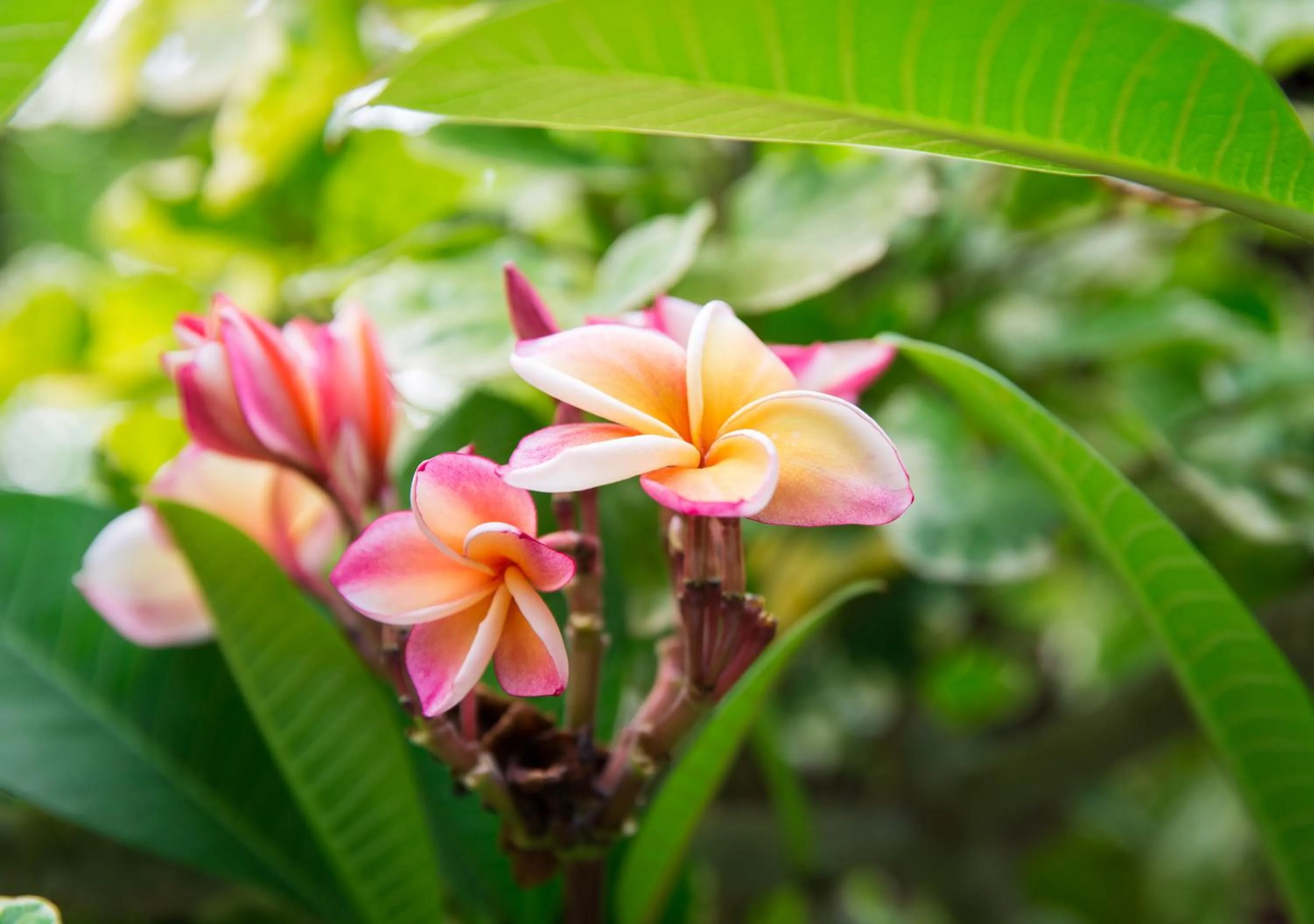 Garden in Lamai Coconut Beach Resort