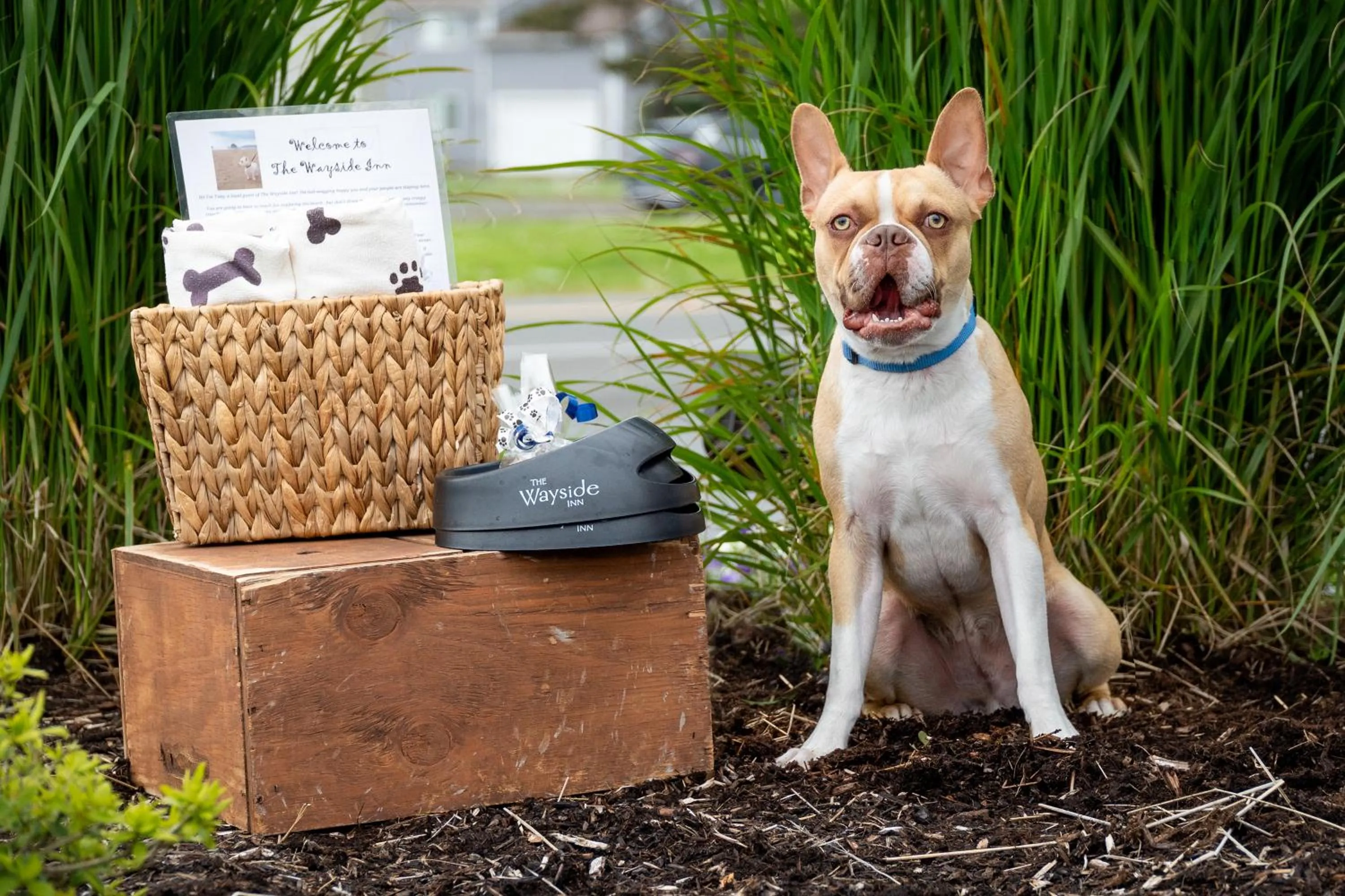pet friendly in The Wayside Inn