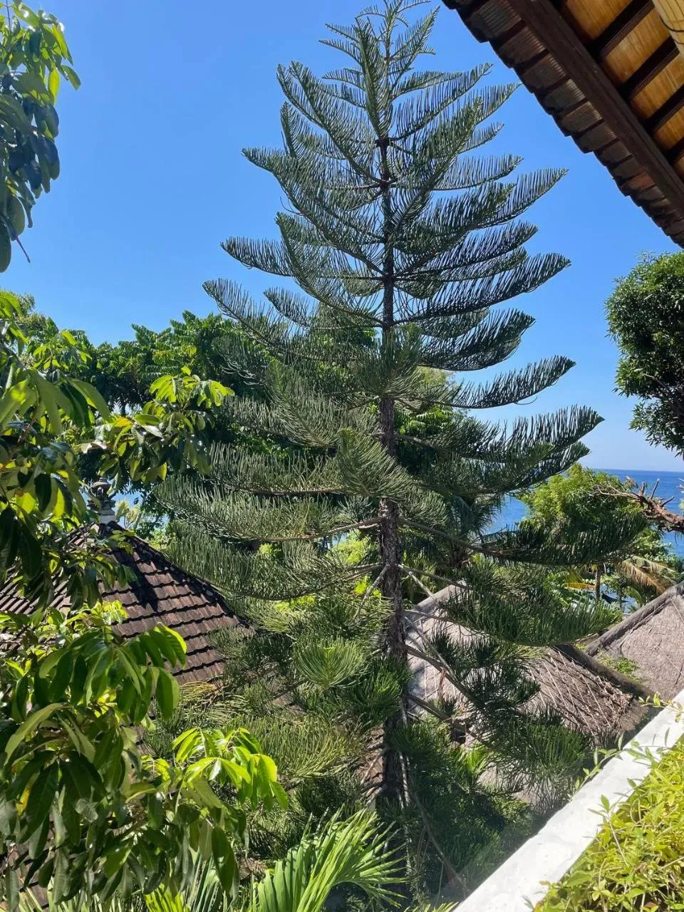 Garden view in Bali Dream House