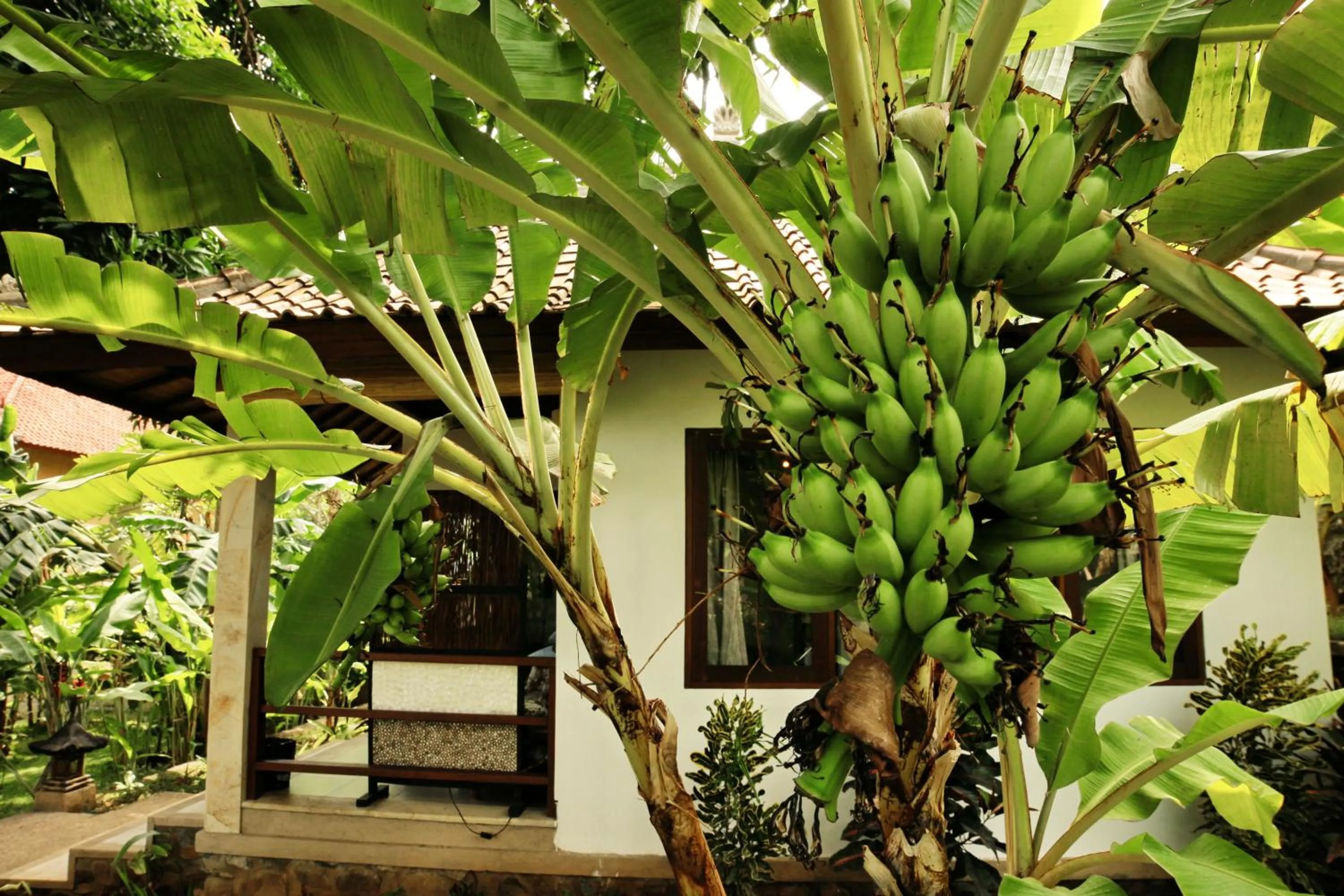 Garden in Bali Dream House