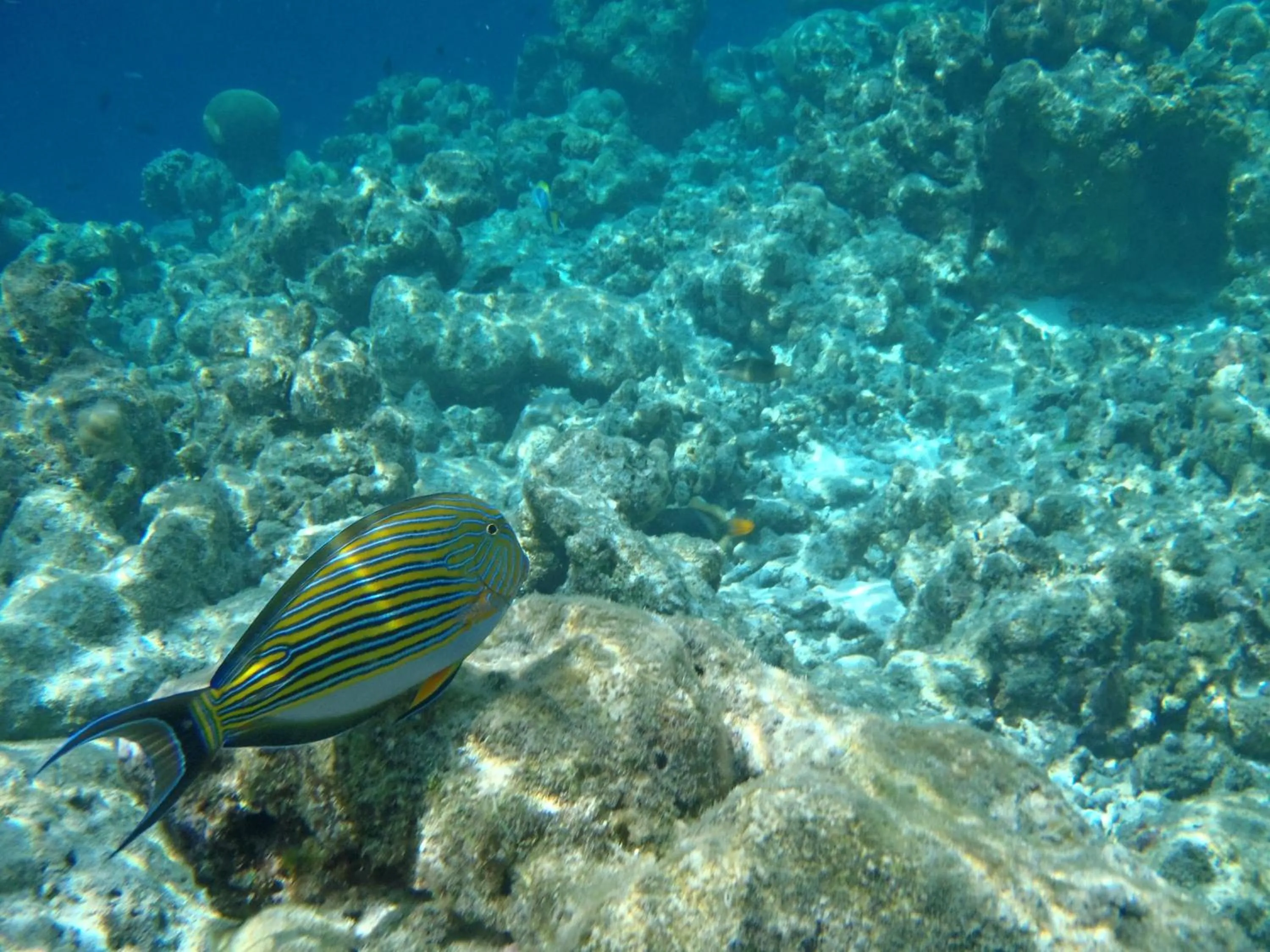 Snorkeling in Bali Dream House