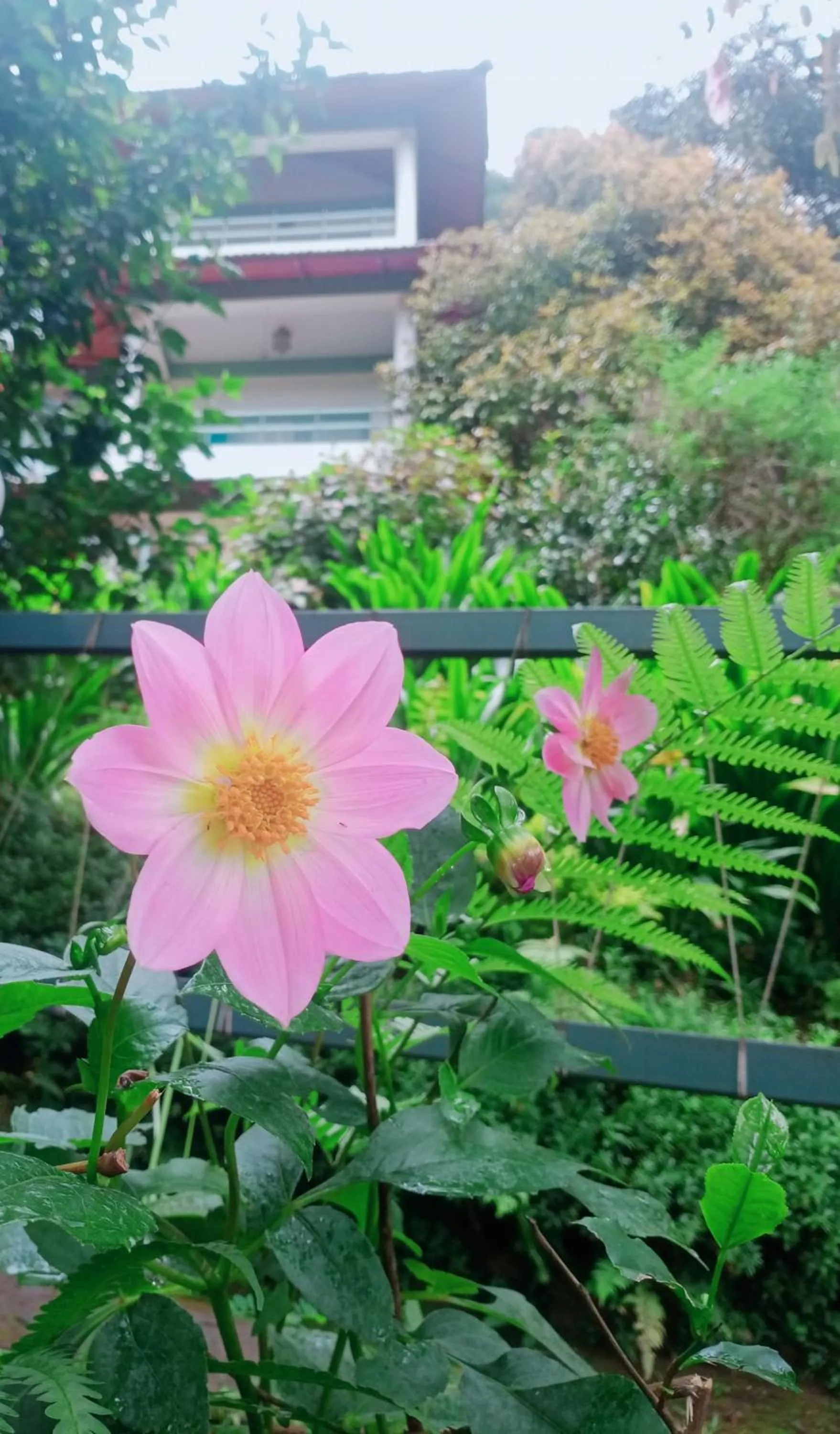 Garden in Blackberry Hills Munnar Nature Resort & Spa