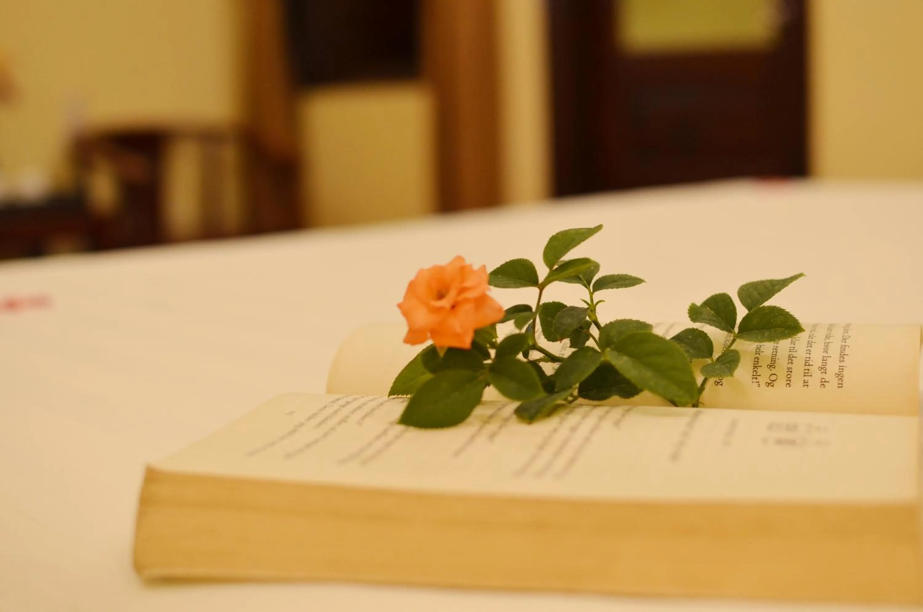 Other in Panda Garden Homestay