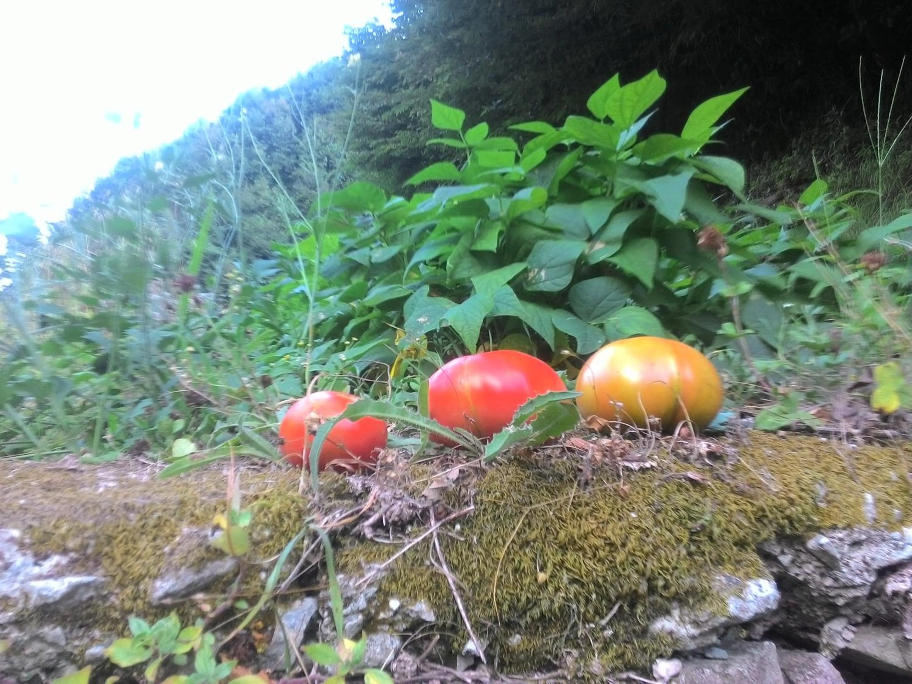 Nearby landmark in A Pastaiola