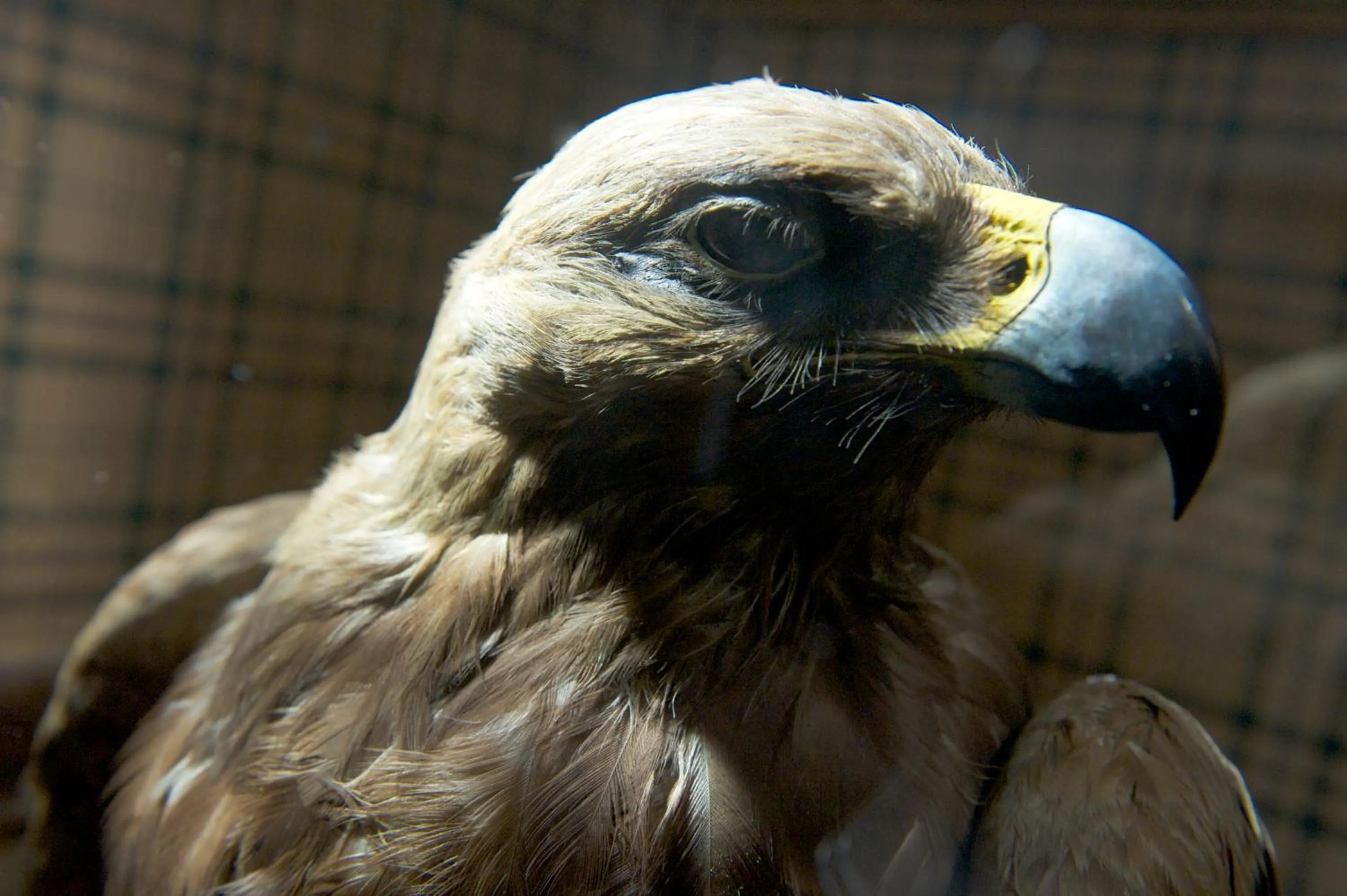 Animals in Cairngorm Hotel