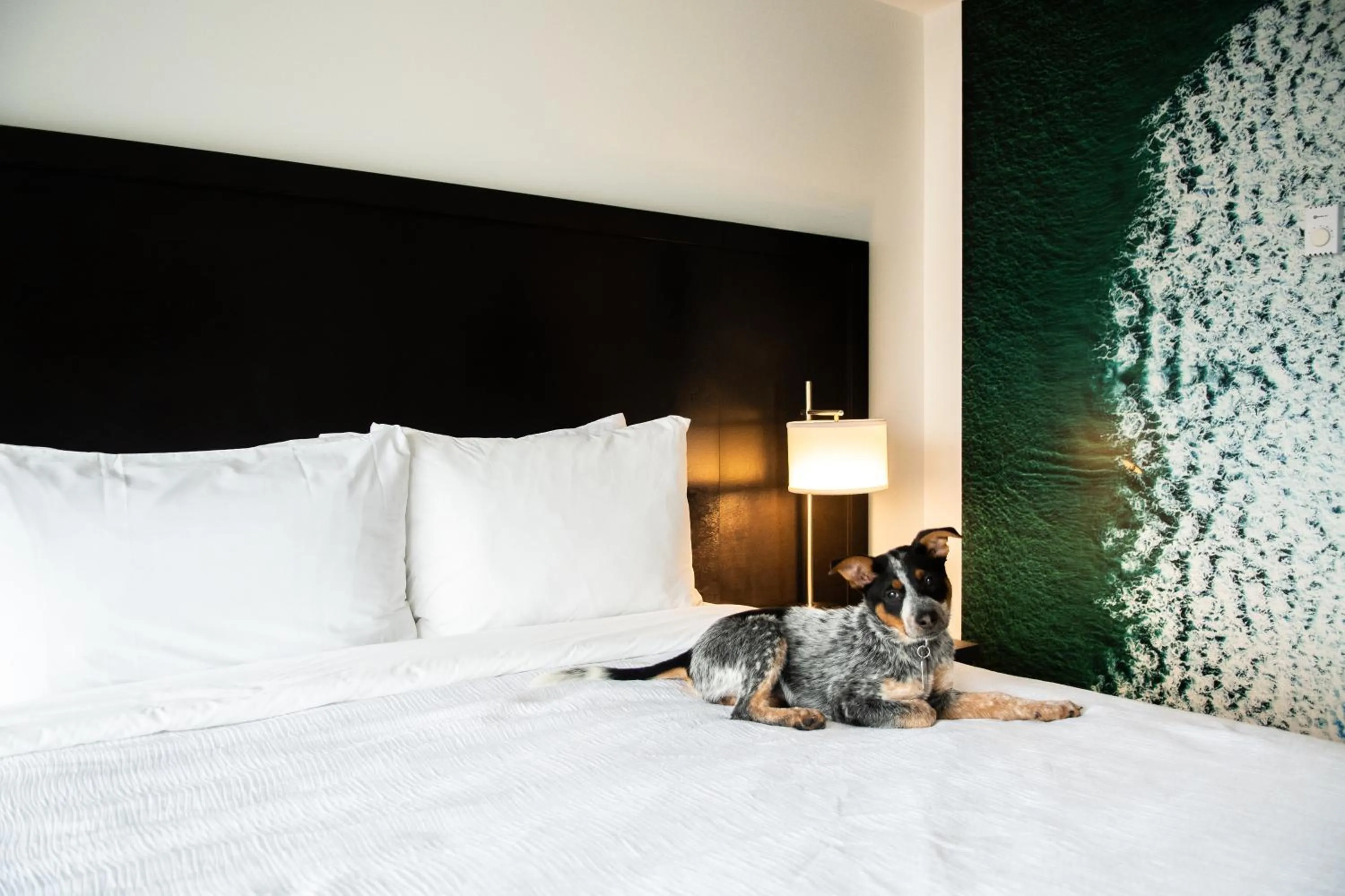 pet friendly, Bed in Tofino Resort + Marina