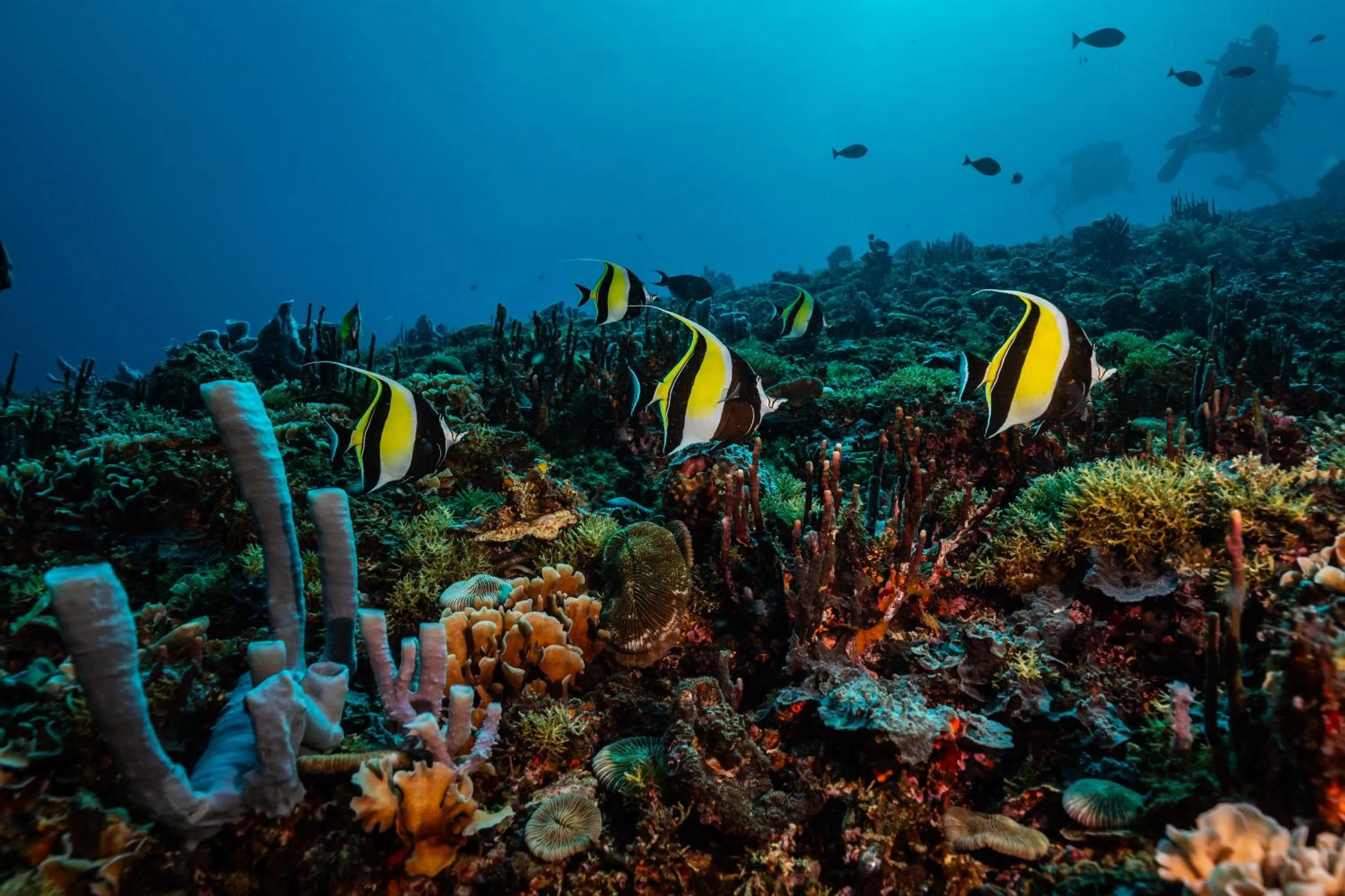 Diving in Trawangan Dive Resort