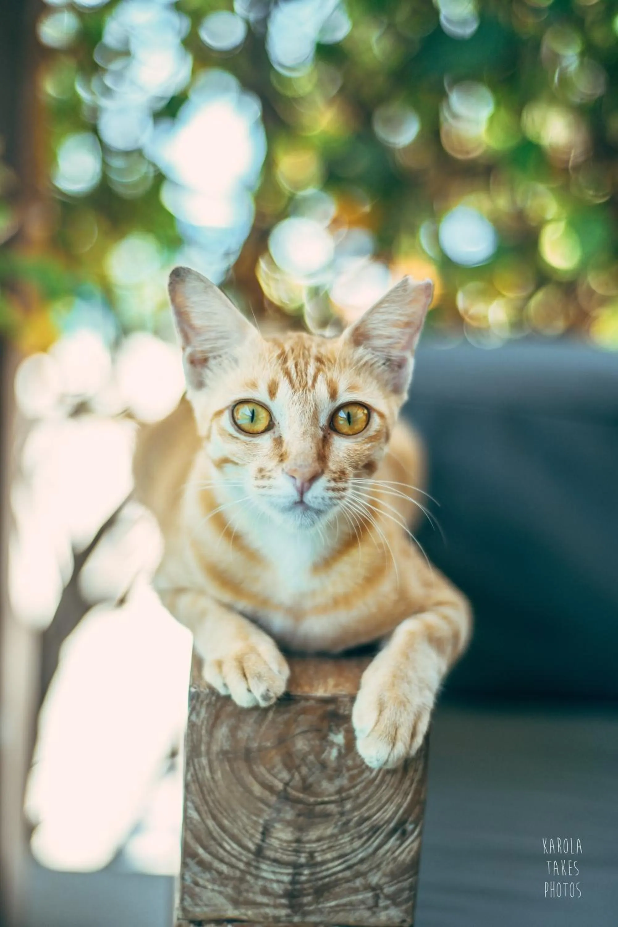 VIP in Trawangan Dive Resort