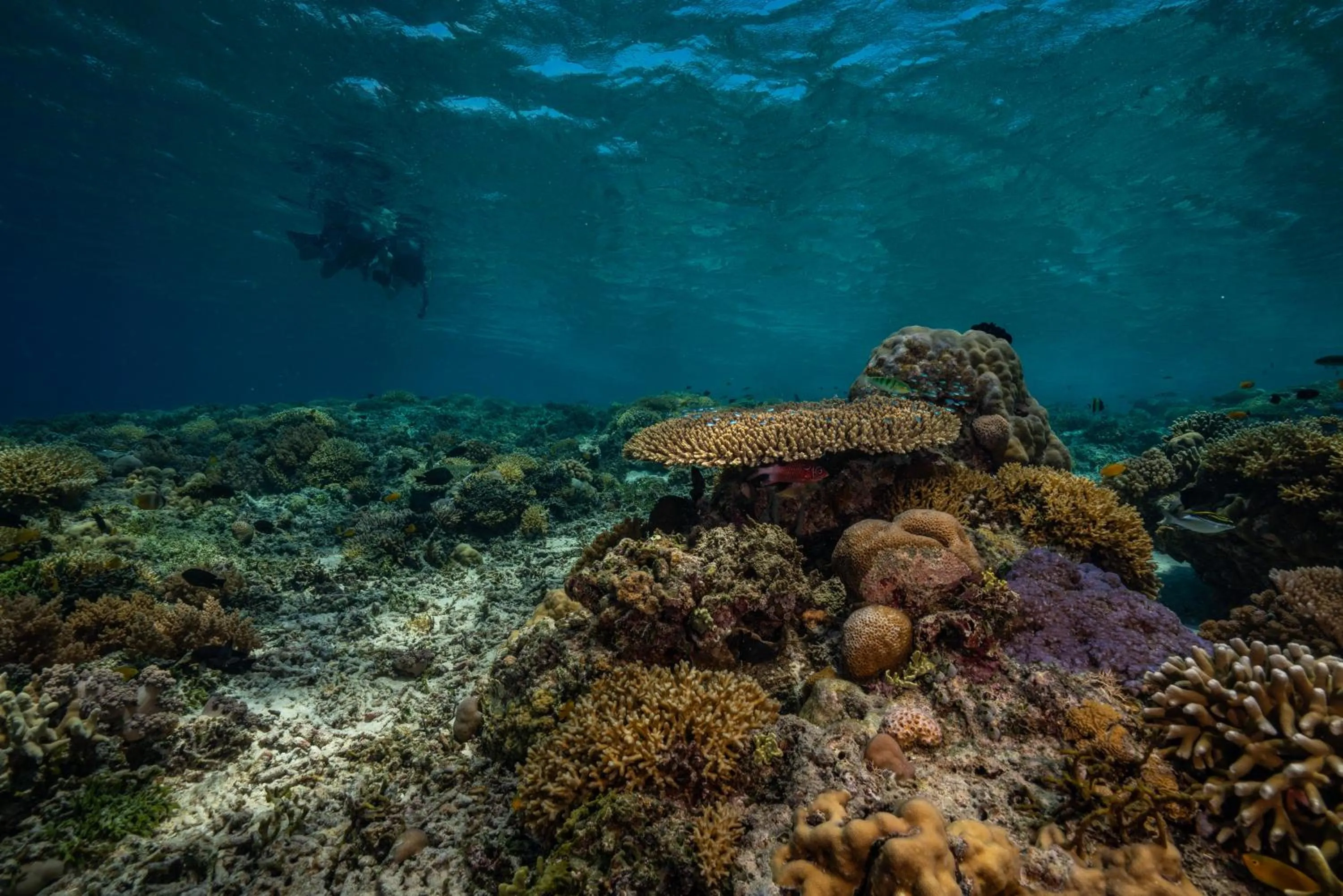 Diving in Trawangan Dive Resort