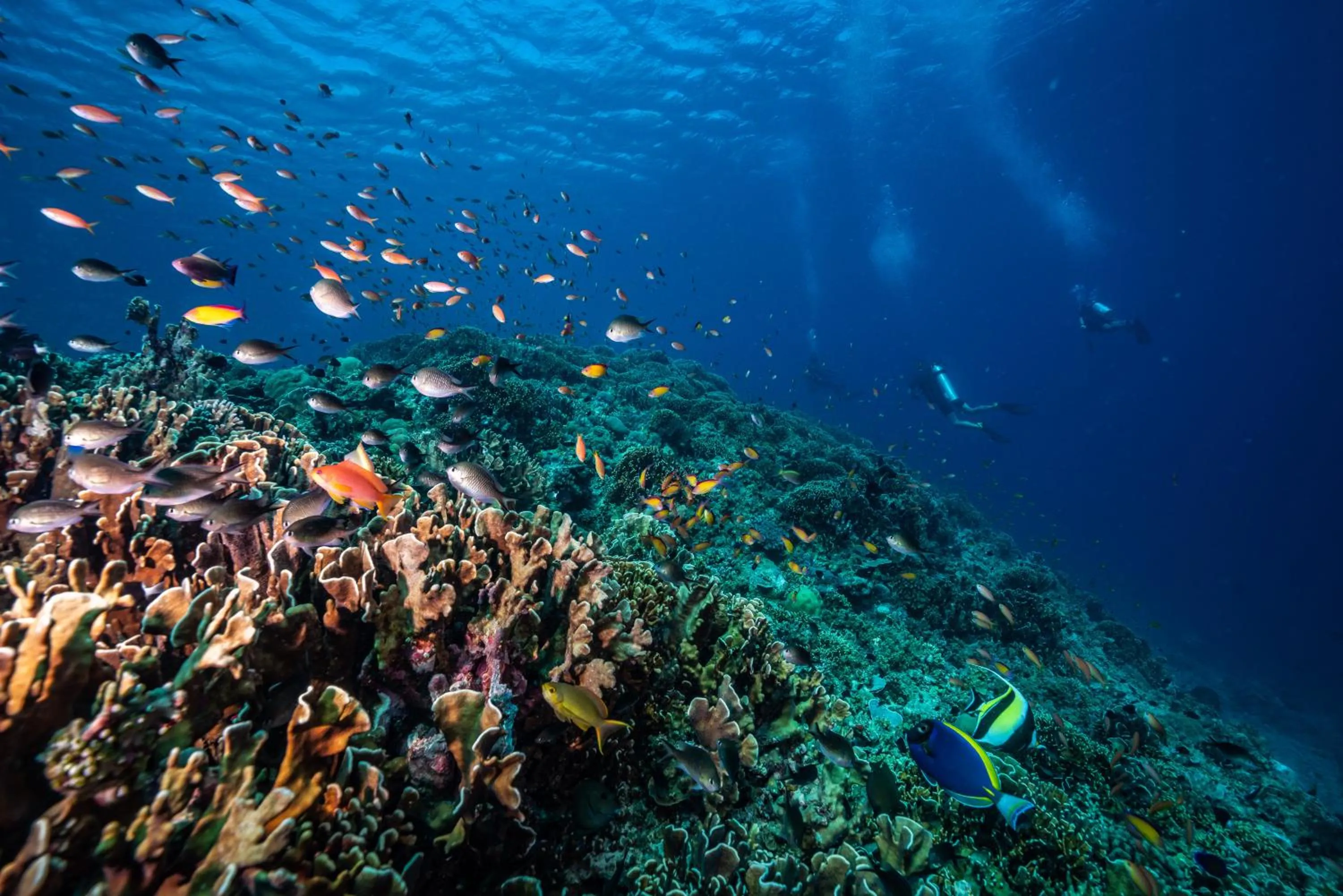 Diving in Trawangan Dive Resort