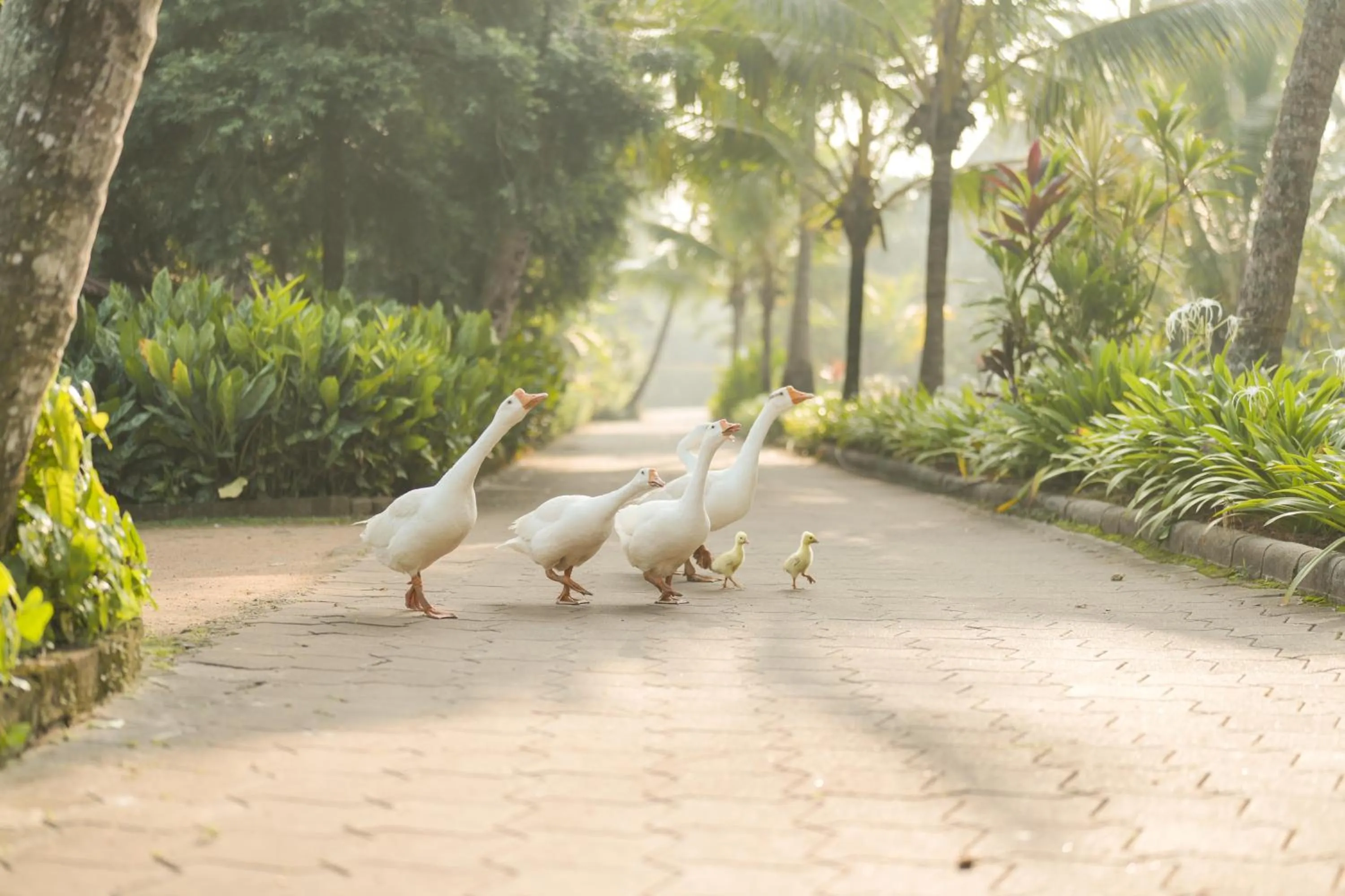 Day in Lakesong Resort