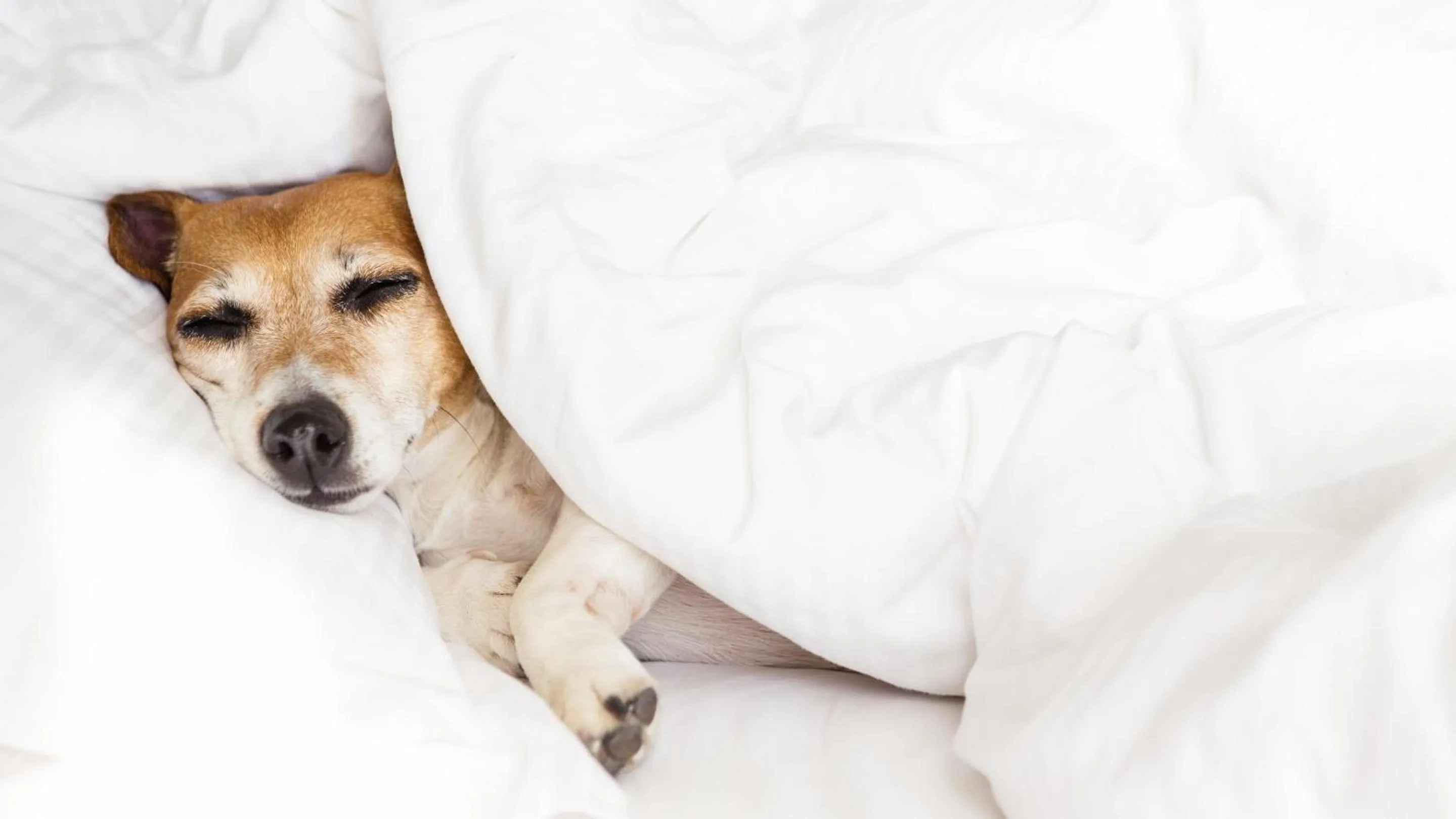 Pets, Bed in Inn of Loudon