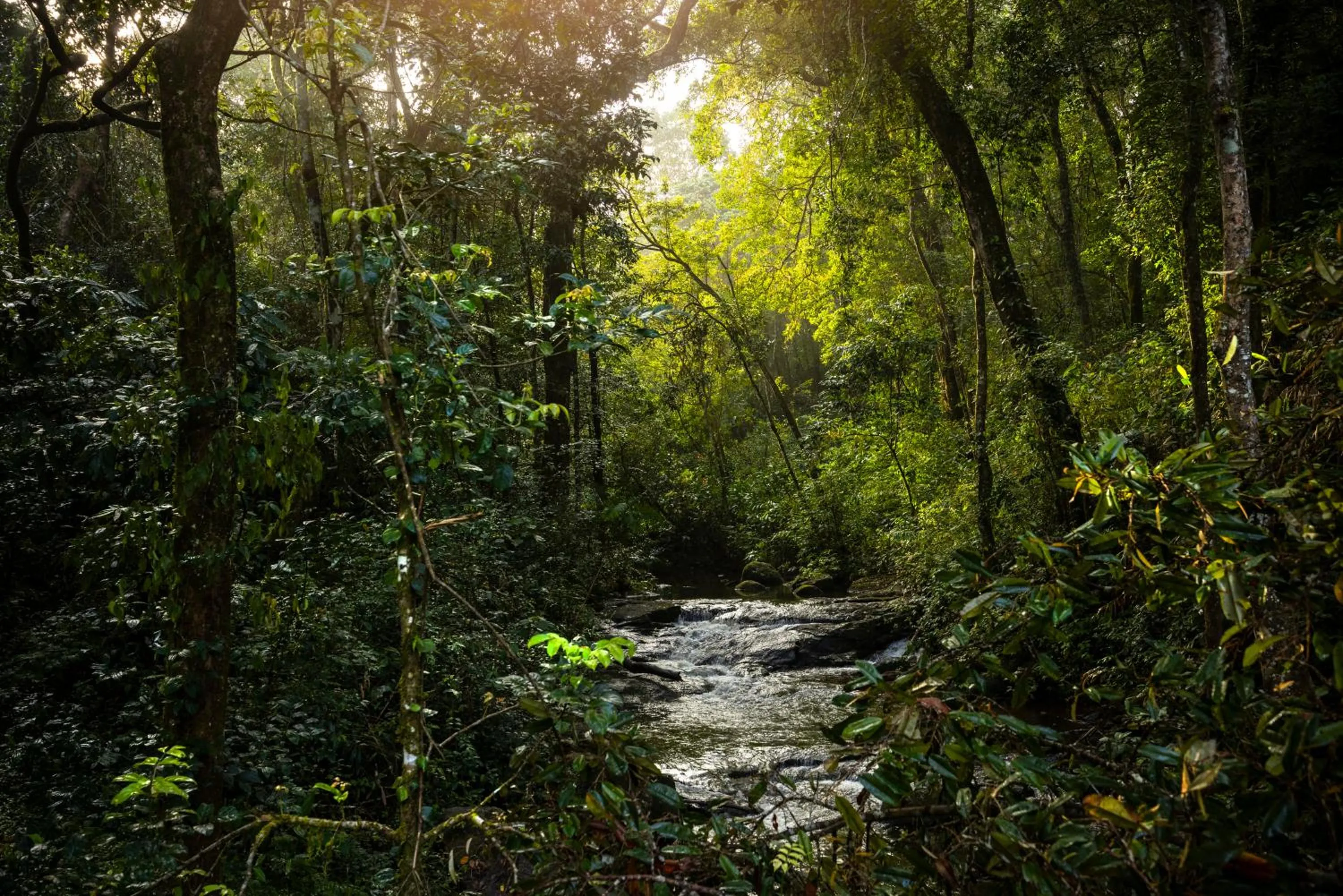 Natural landscape in Spice Village Thekkady - A CGH Earth Experience
