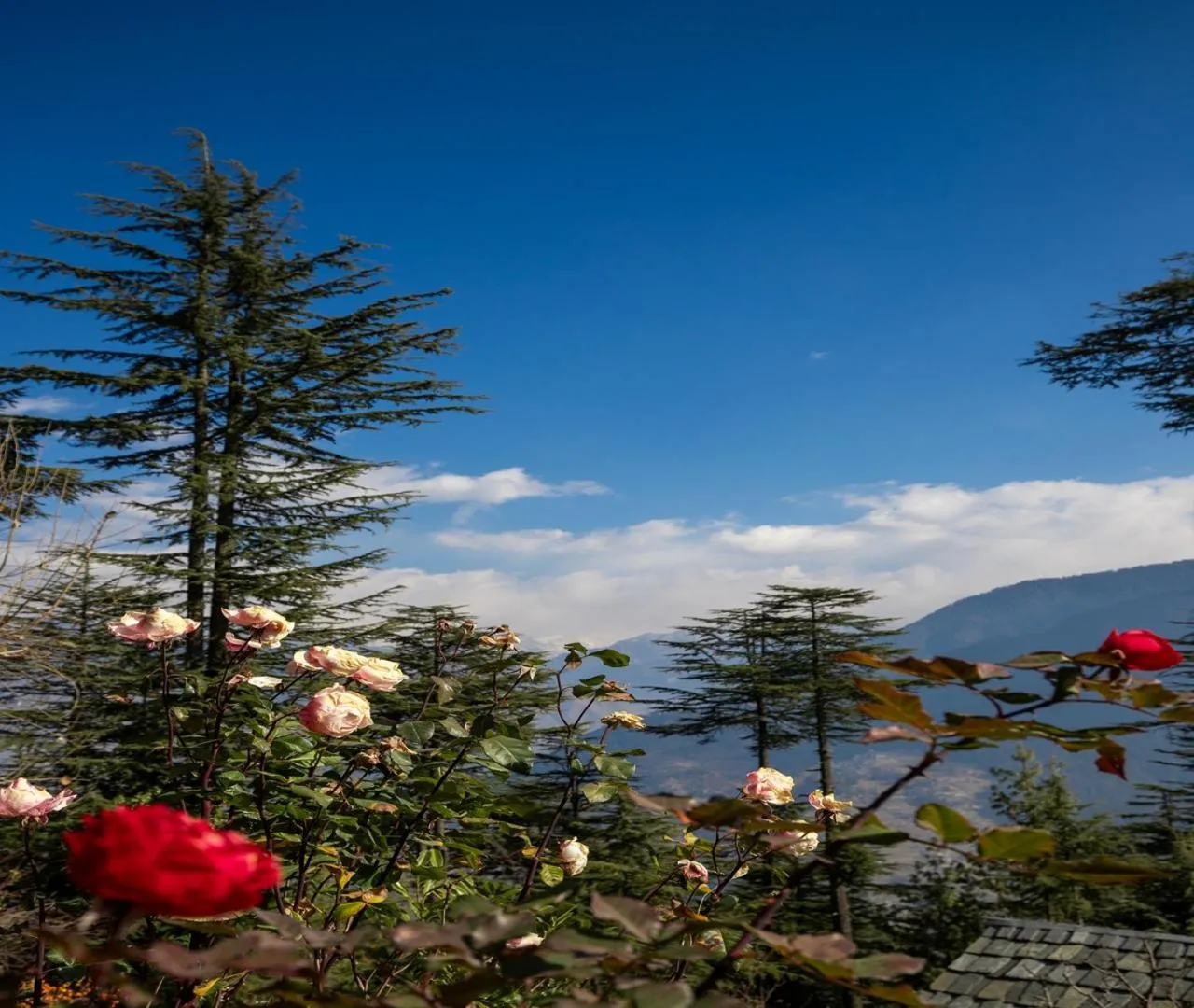Ishan Log Huts-A boutique home stay