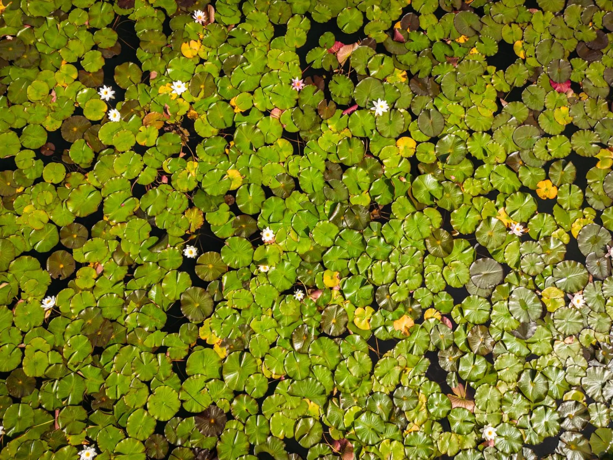 Natural landscape in Wellness Landhaus Parth