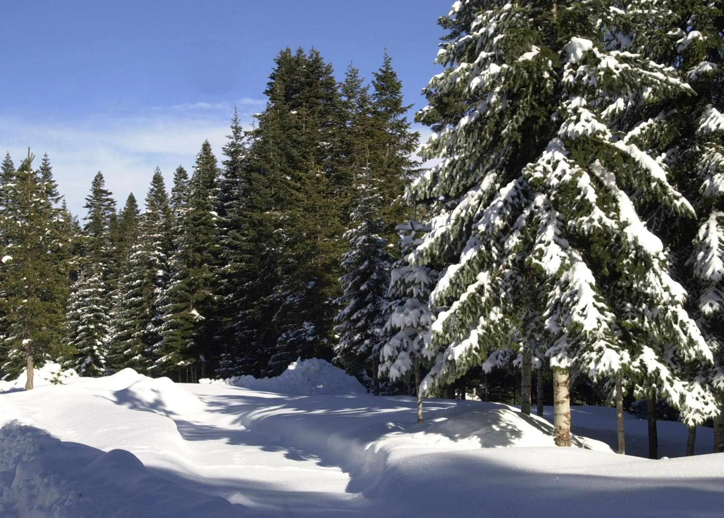 Natural landscape in Ilgaz Mountain Resort Hotel