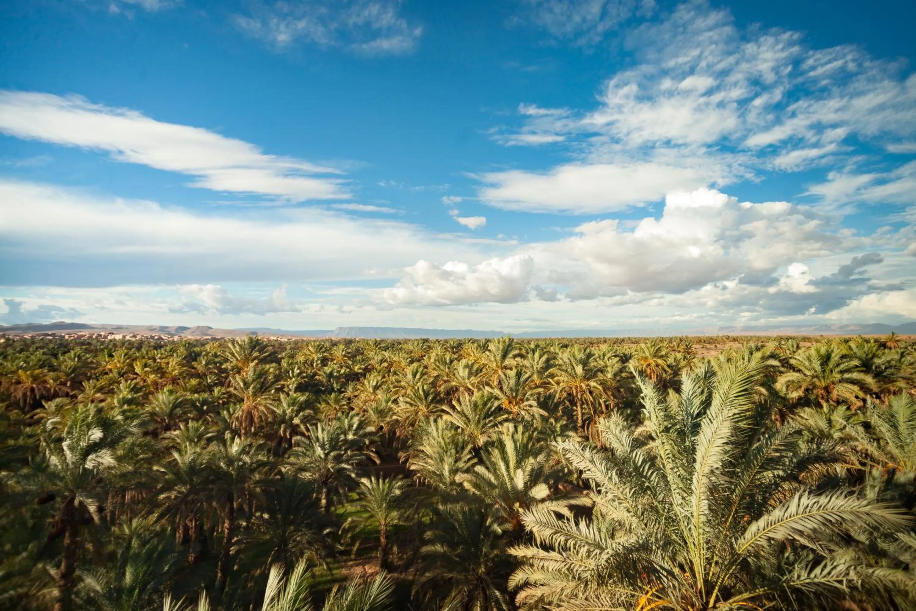 Garden view in Riad Dar Sofian